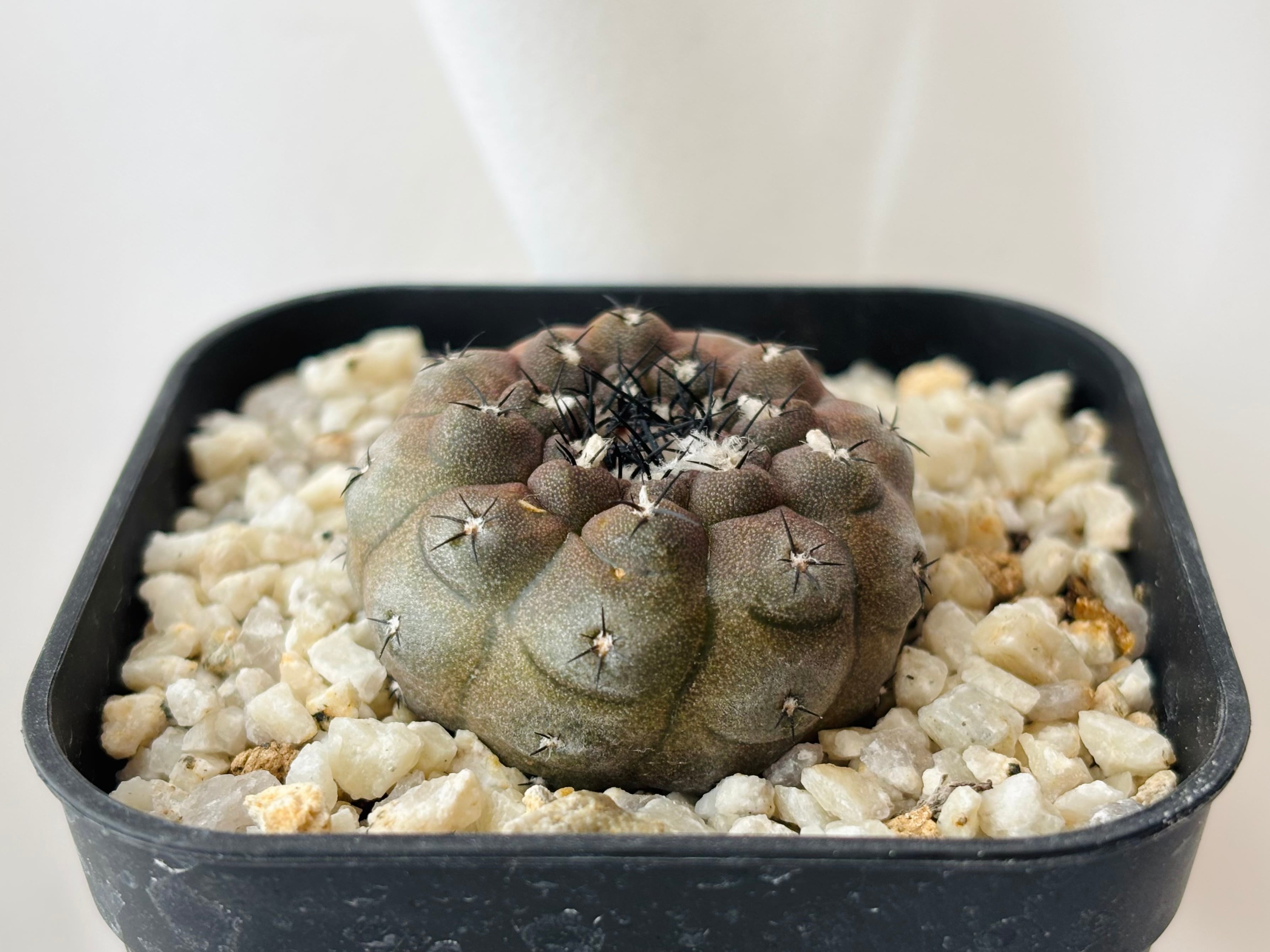 コピアポア ルペルトリス カキコ コピアポア 黒王丸 カキコ copiapoa