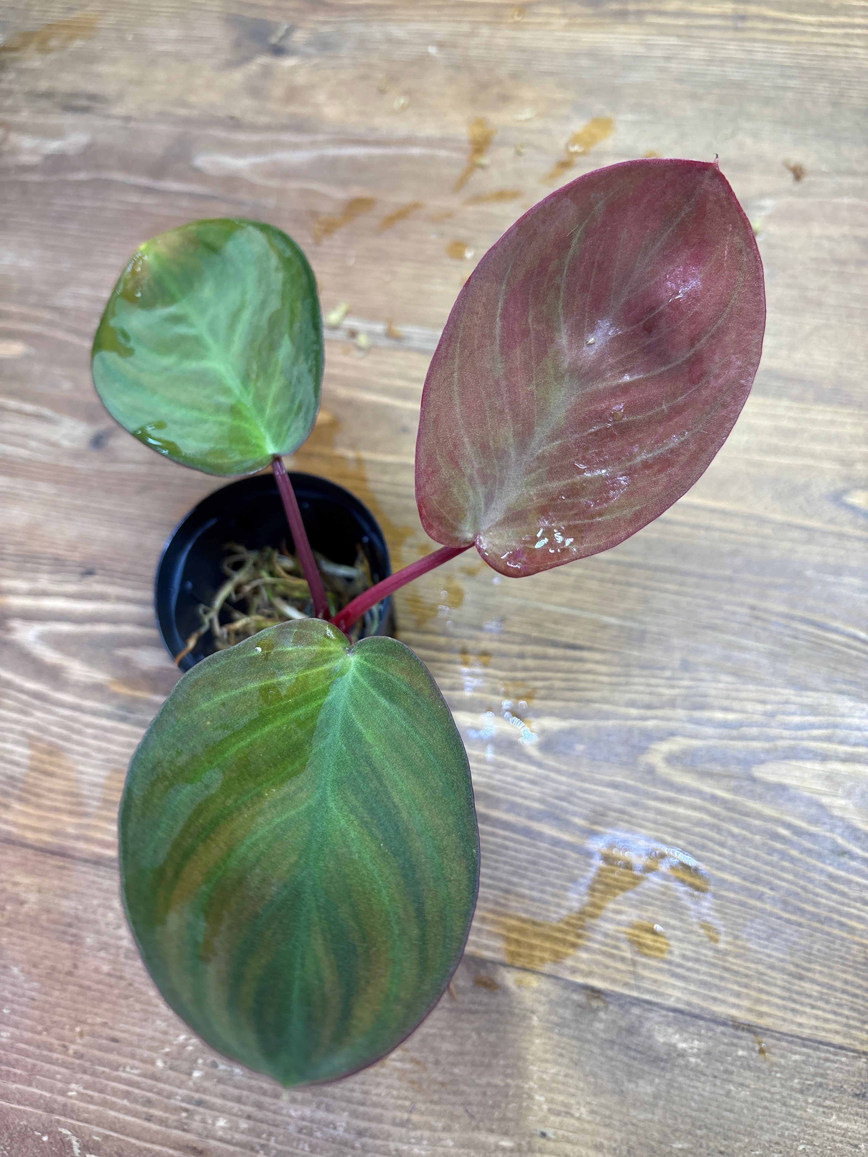 ホマロメナ | Plants Base