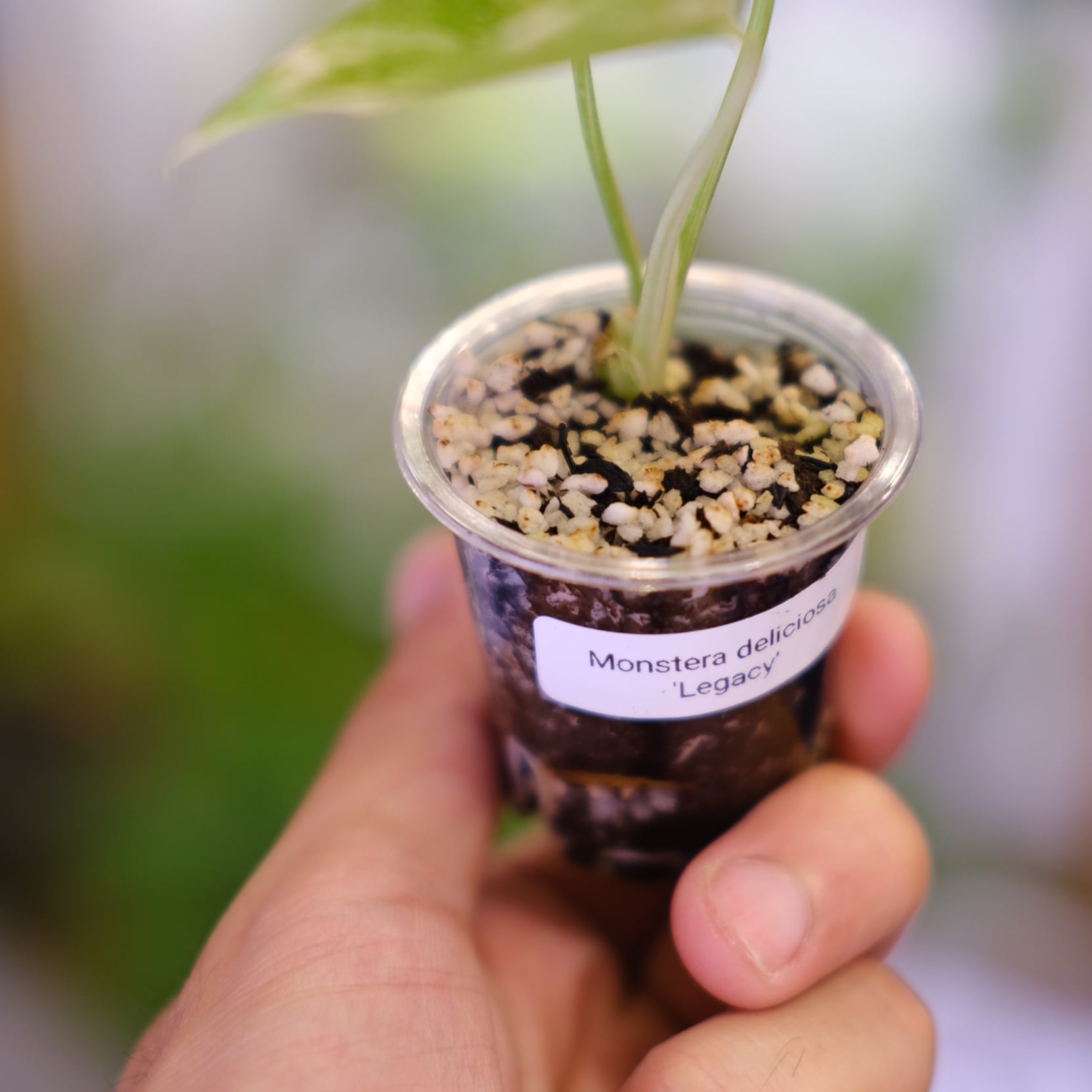 モンステラ・レガシー / Monstera deliciosa 'Legacy③ | tokyoplants