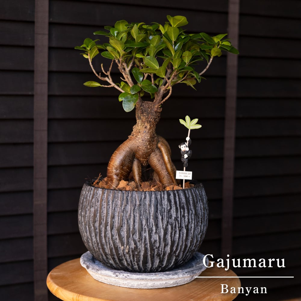 運気UP ガジュマルの木 7号 陶器鉢 ピック付 観葉植物 ガジュマル
