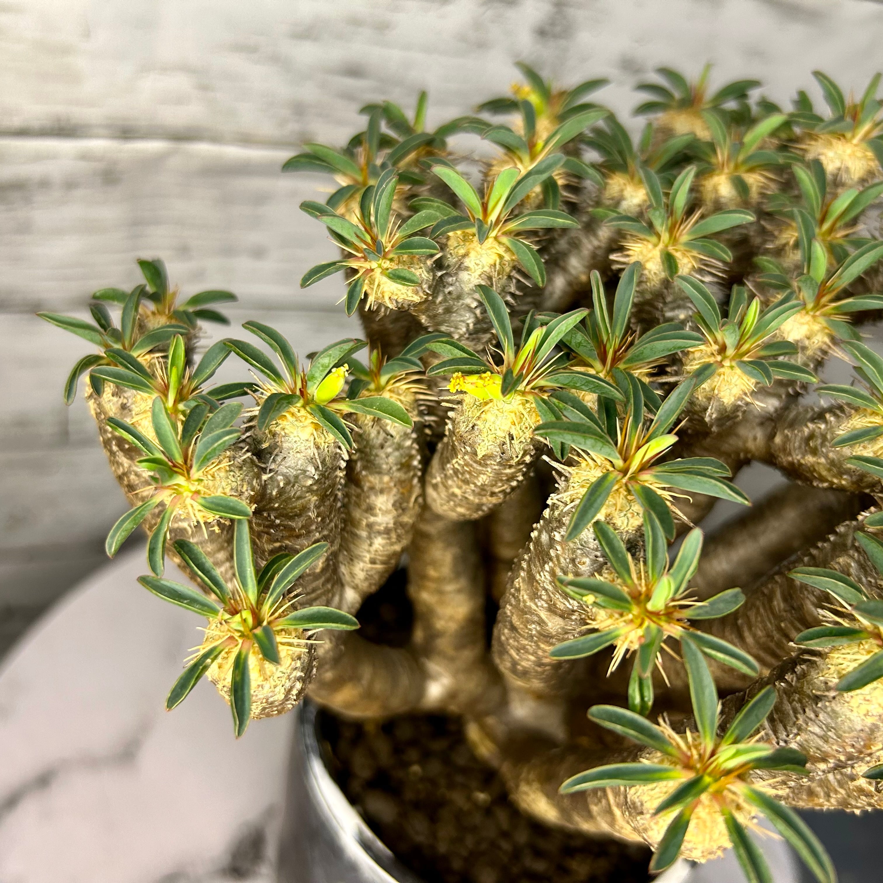 ユーフォルビア ギラウミニアナ 現地株(ベアルート)発根済み 塊根植物