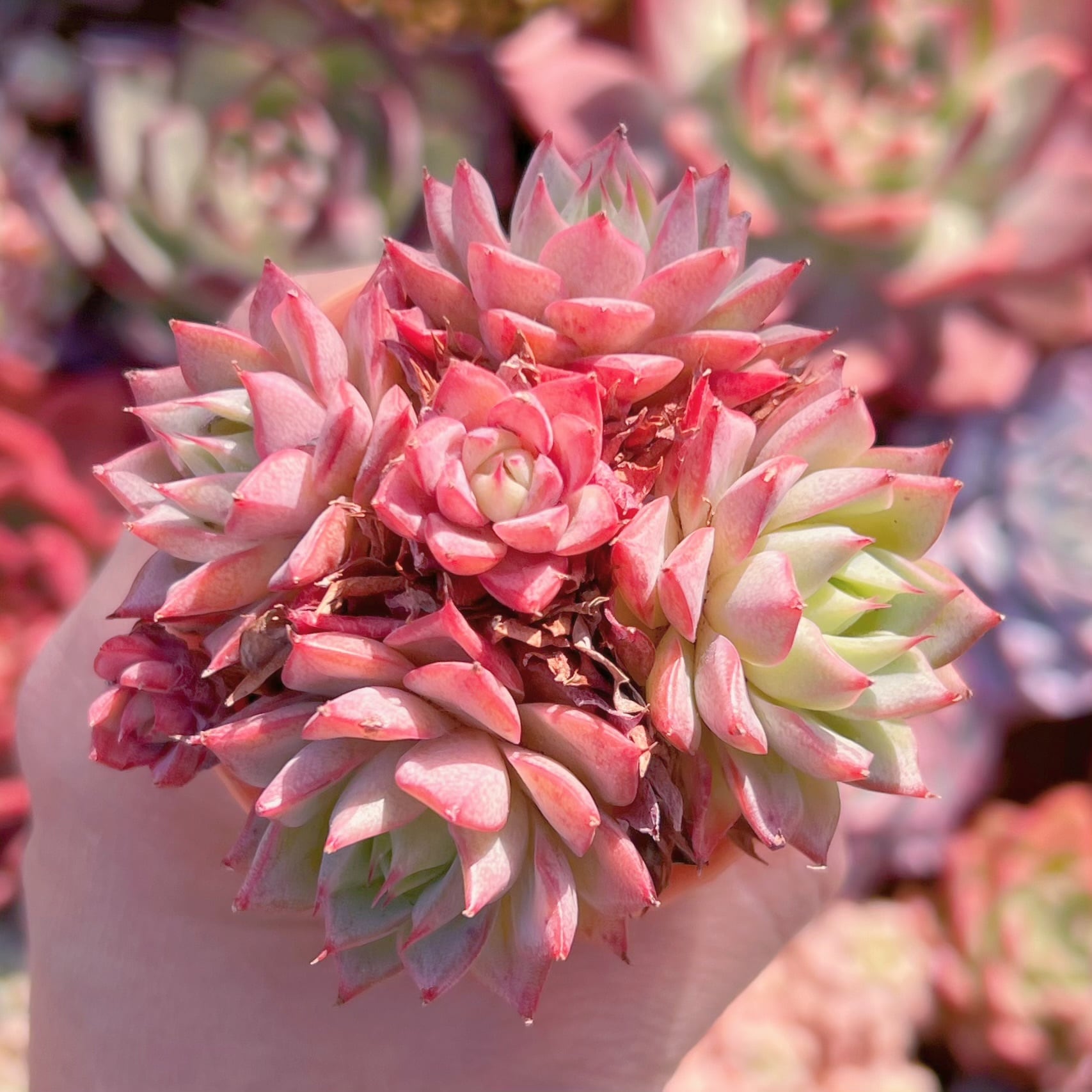 多肉植物 リンゼアナ群生 新入荷 るる農園 | るる農園~多肉植物専門