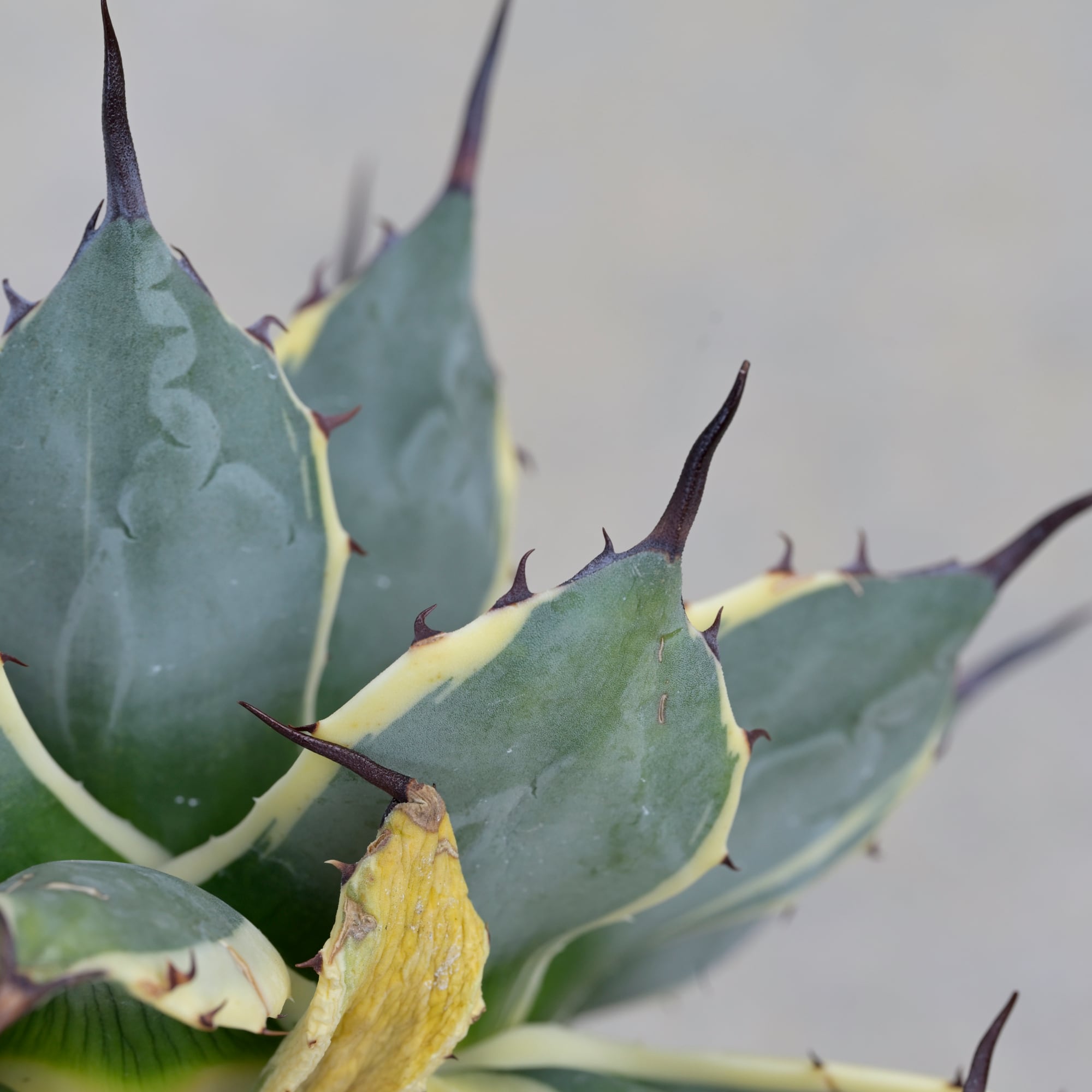 アガベ アプラナータ クリームスパイク | Agave Rocon