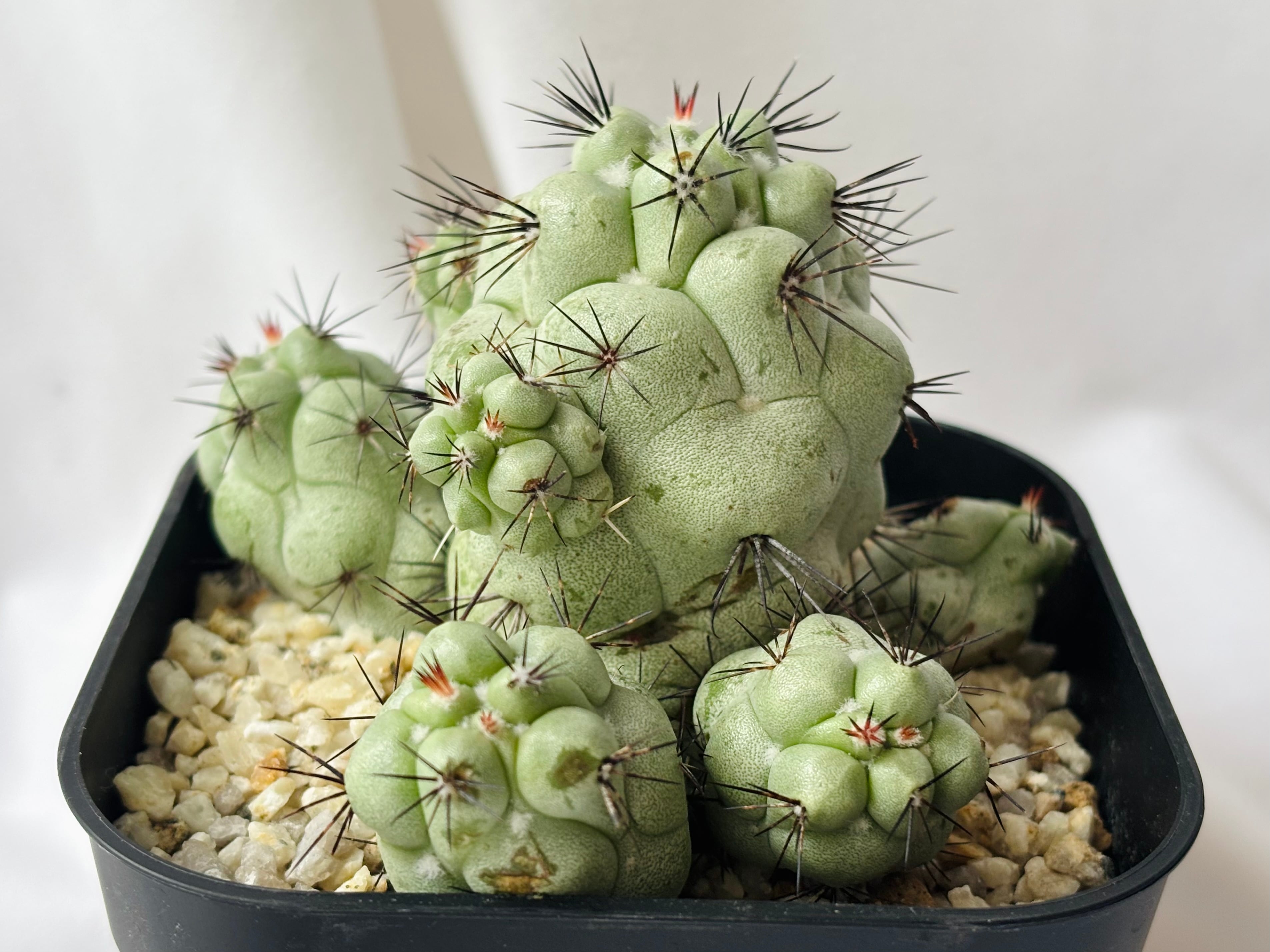 Ortegocactus macdougallii オルテゴカクタス マクドガリー サボテン