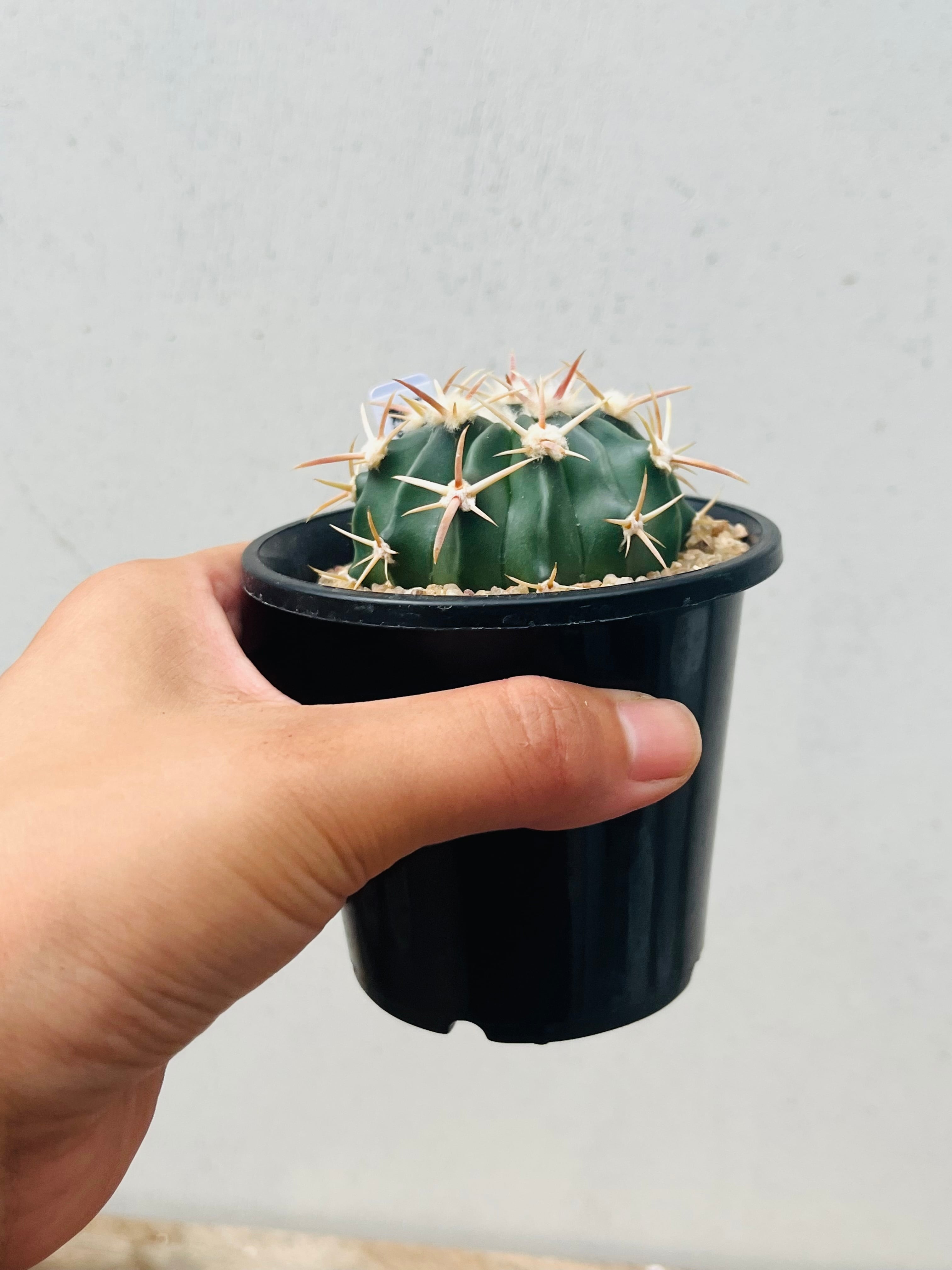 Echinocactus texensis エキノカクタス 綾波 サボテン | plants MARU