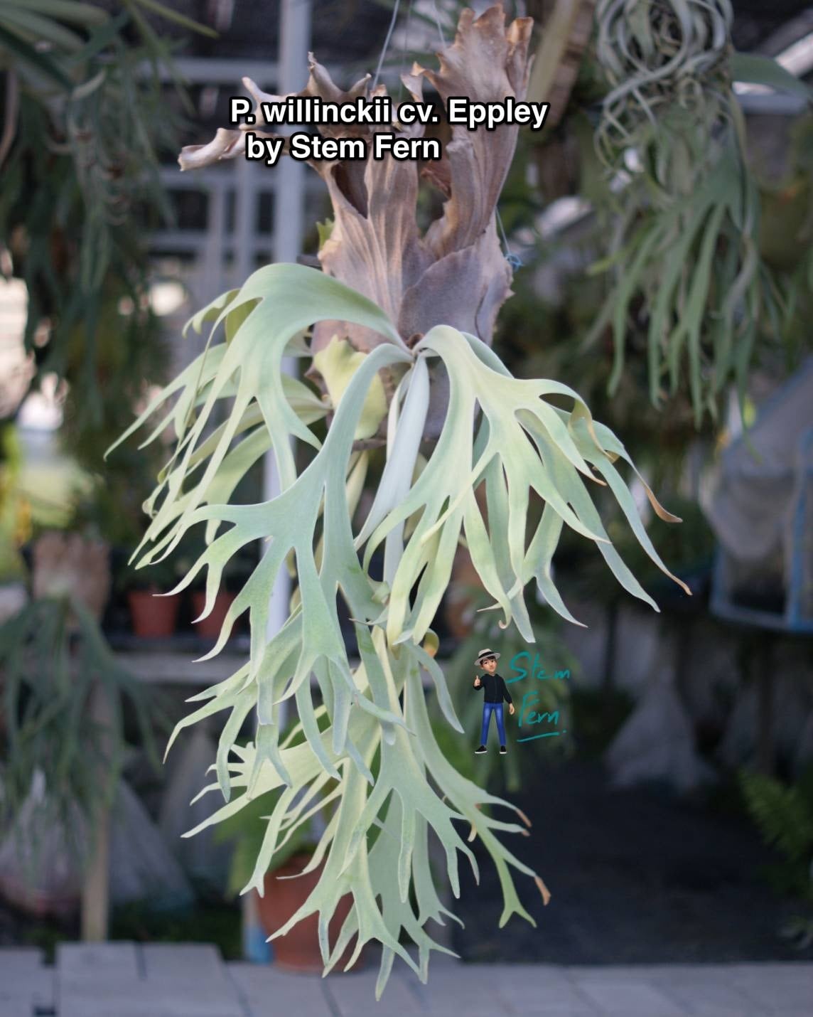 P.Willinckii cv. Eppley 【artPLANTs】ビカクシダ/Platycerium