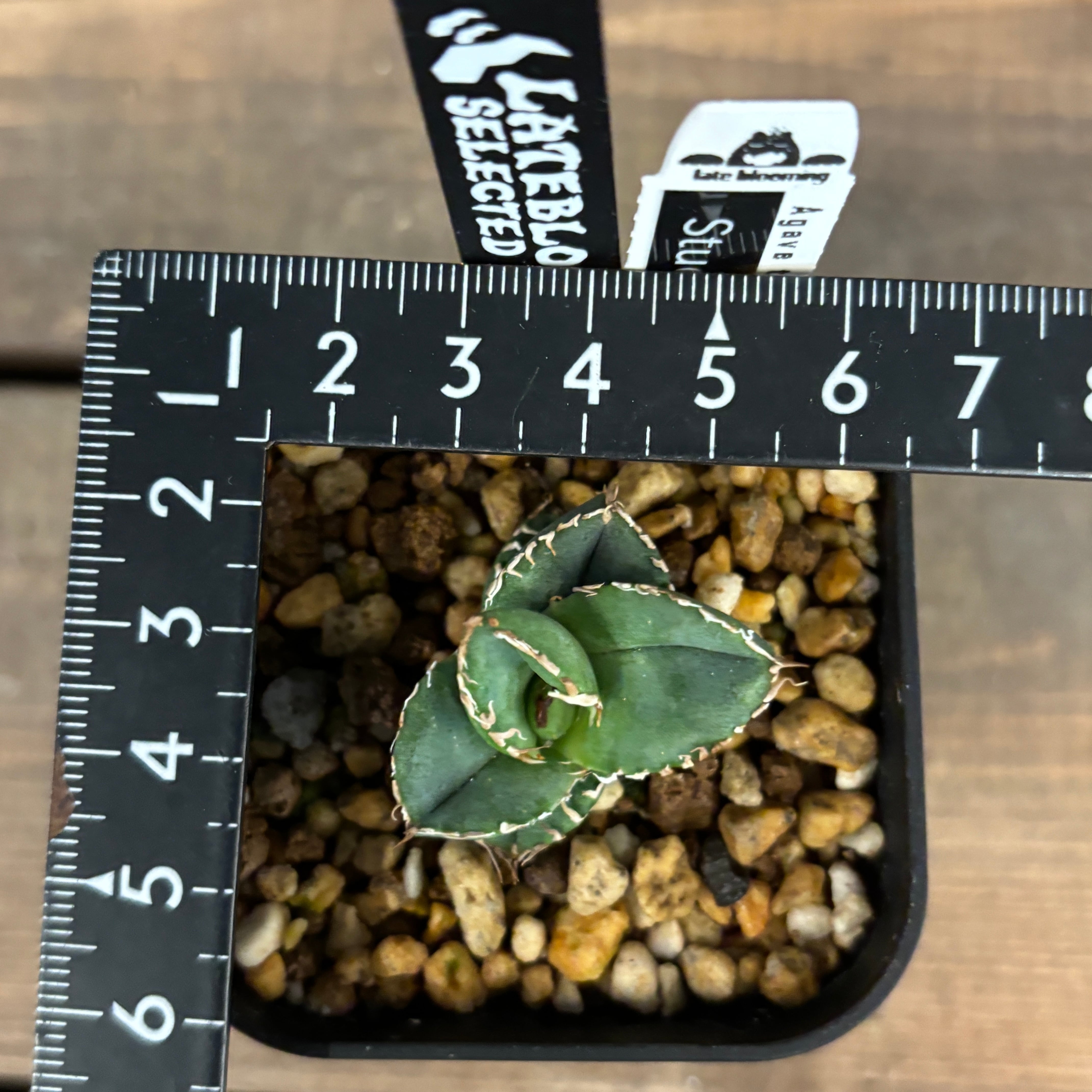 委) アガベ チタノタ スタッズタイプ(Studs Type)【1020】 | PROTOLEAF