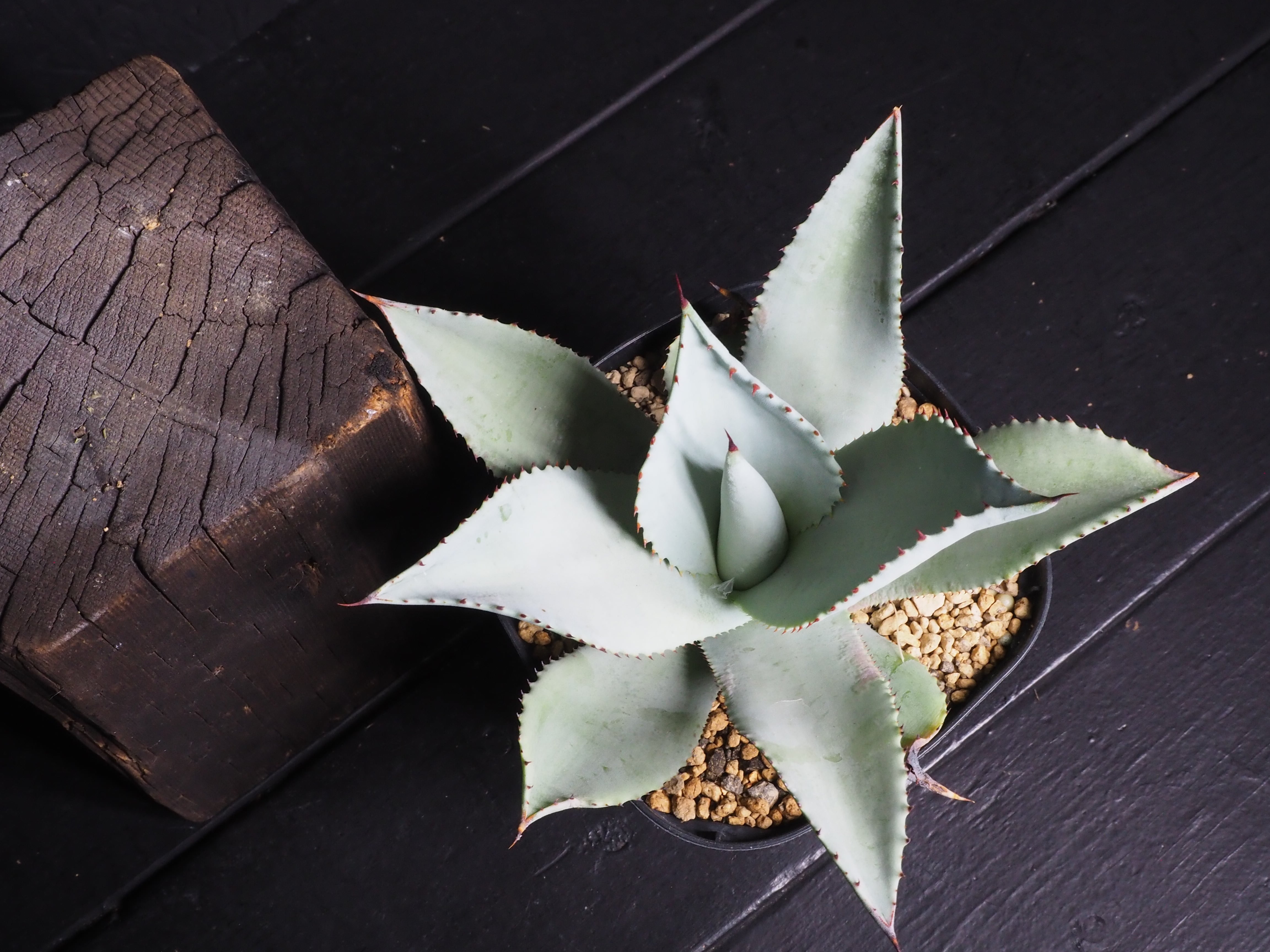 Agave-14：「Agave azul monterrey」 | GREEN TRUST online store