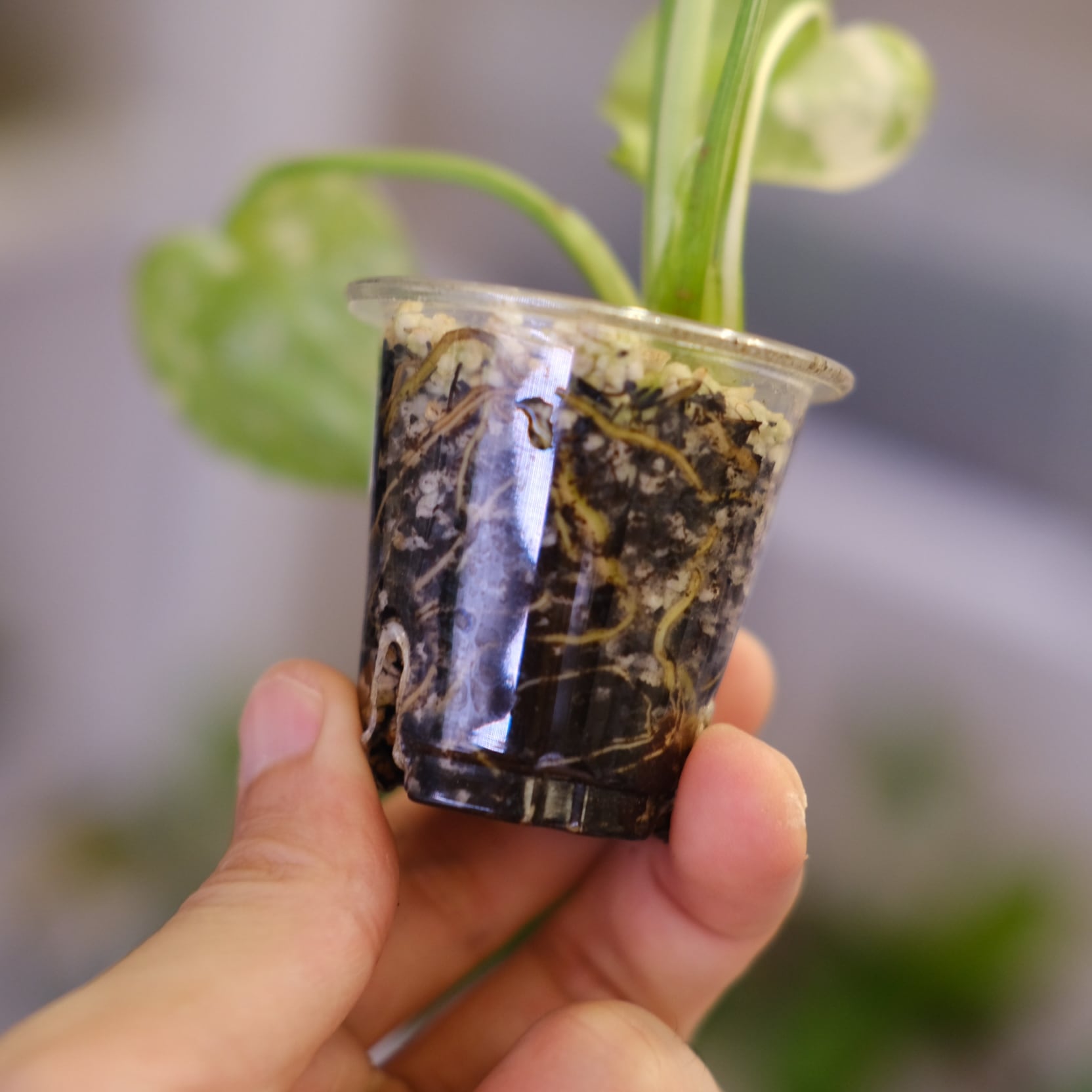 モンステラ・レガシー / Monstera deliciosa 'Legacy'⑦ | tokyoplants