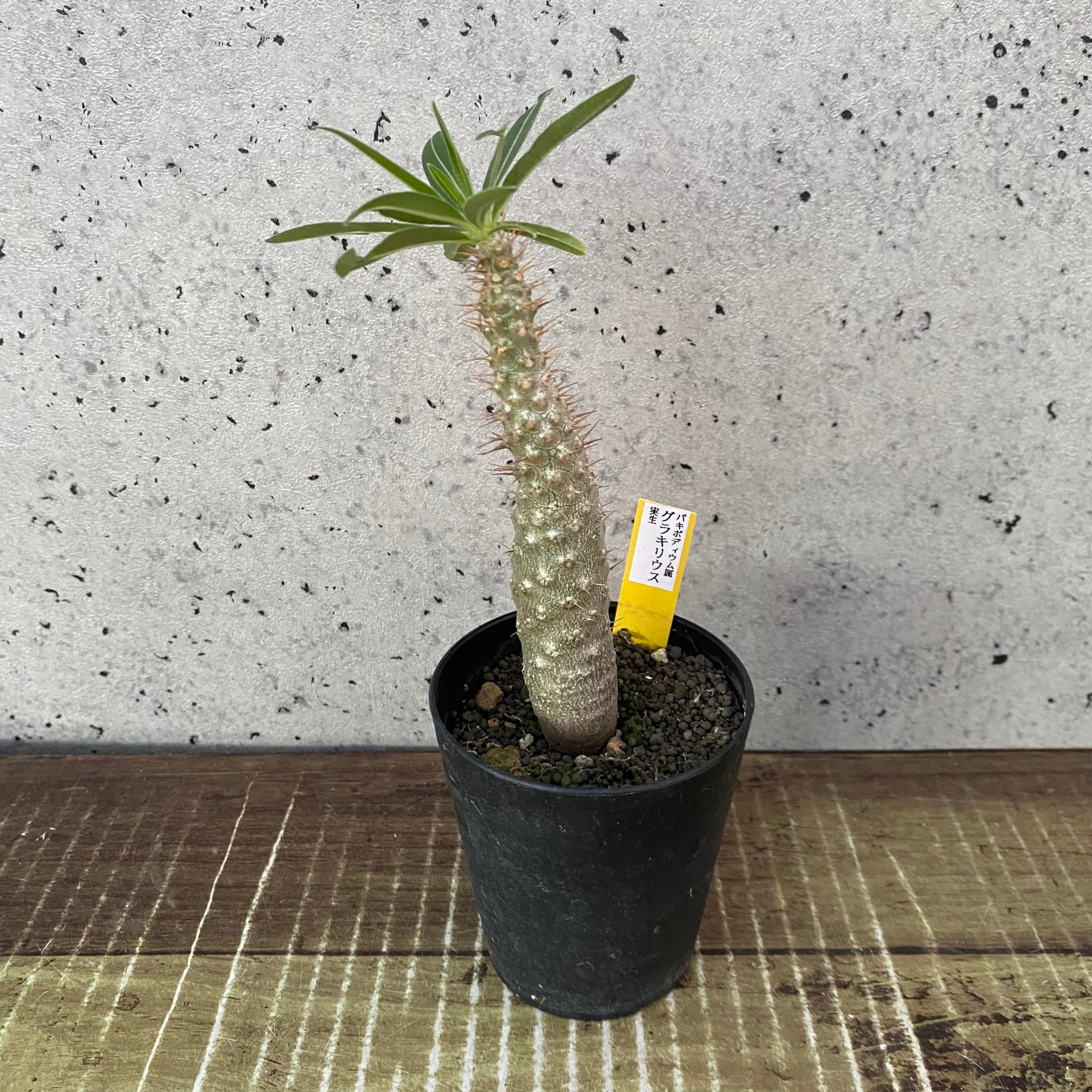パキポディウム 『グラキリス』 | Planet Plants プラネットプランツ