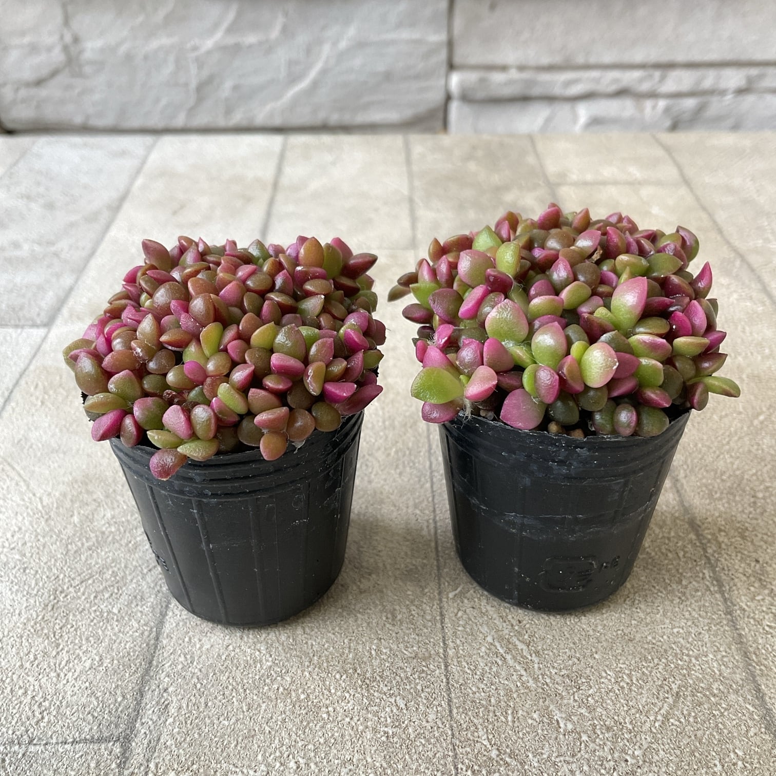 多肉植物 アナカンプセロス 桜吹雪 | 橋本種苗園
