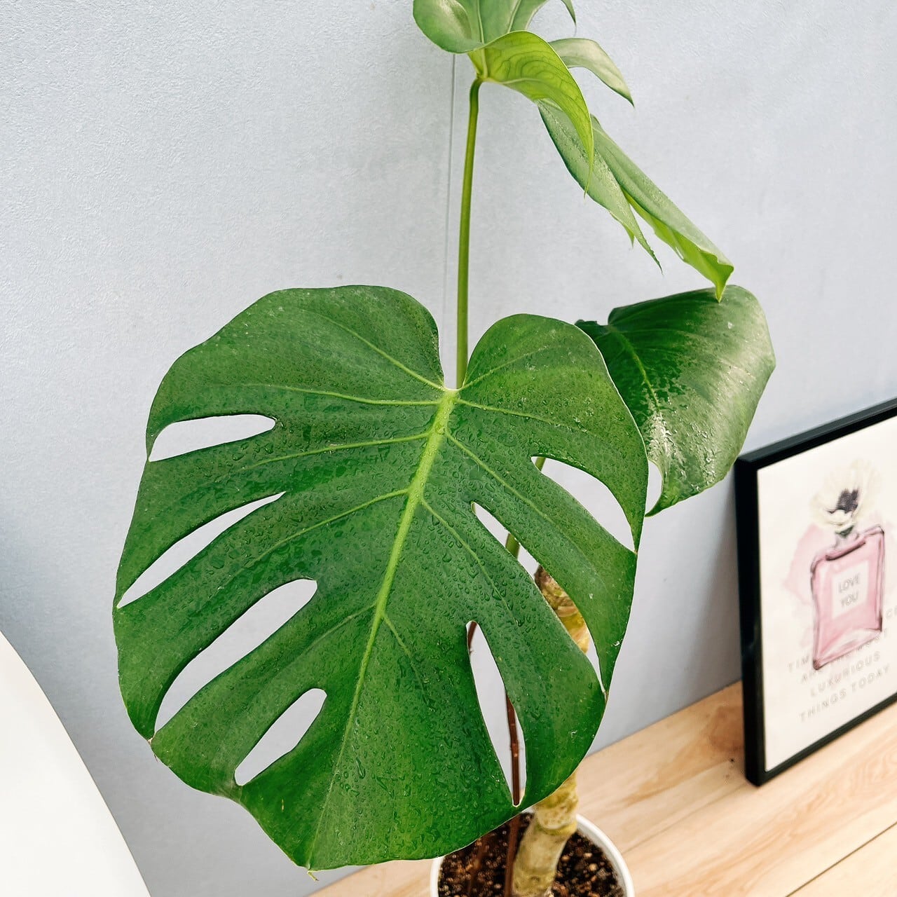 現品］7番 八丈島産 モンステラ デリシオーサ 幹上がり 7号 観葉植物
