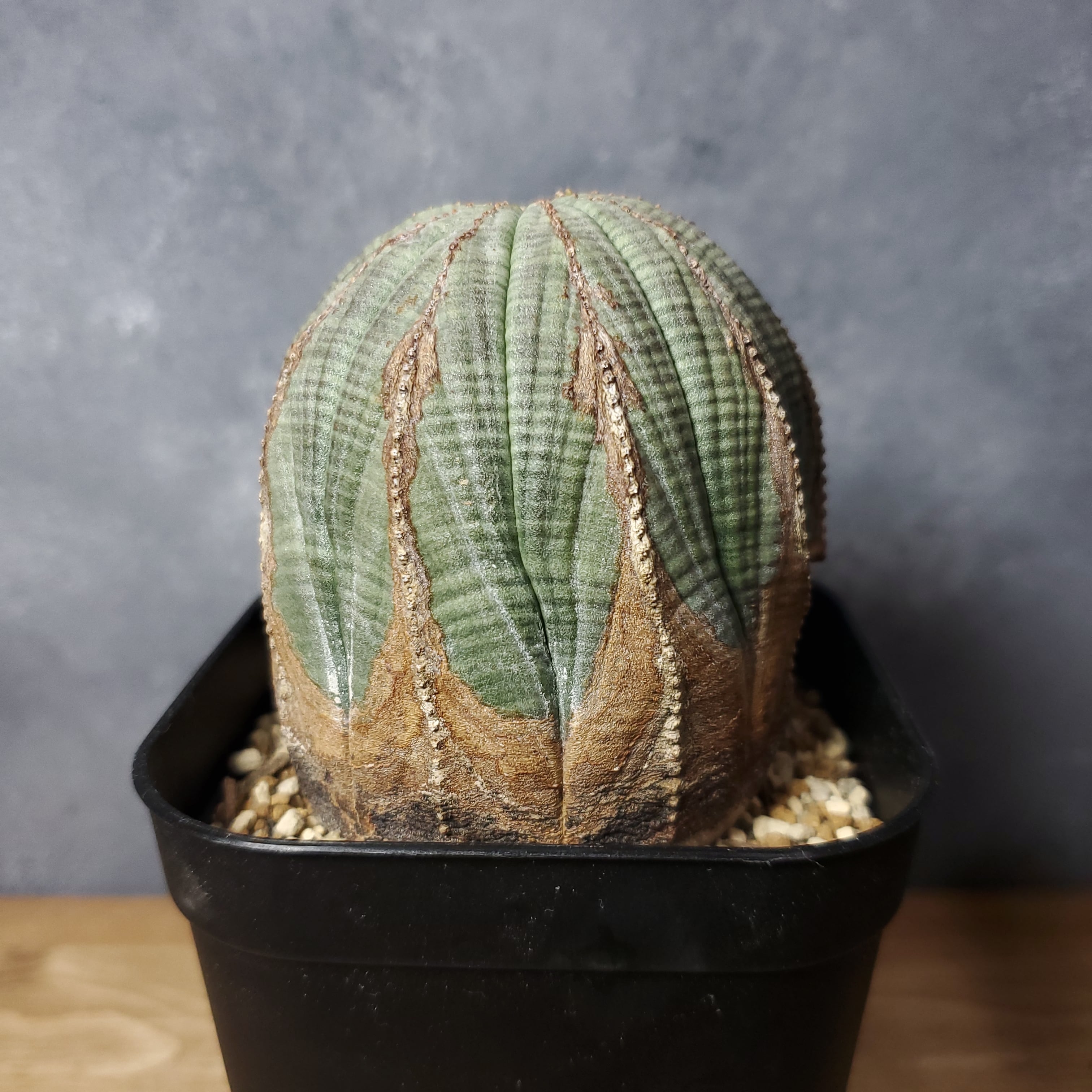 多稜】Euphorbia Obesa ユーフォルビア オベサ 木質化