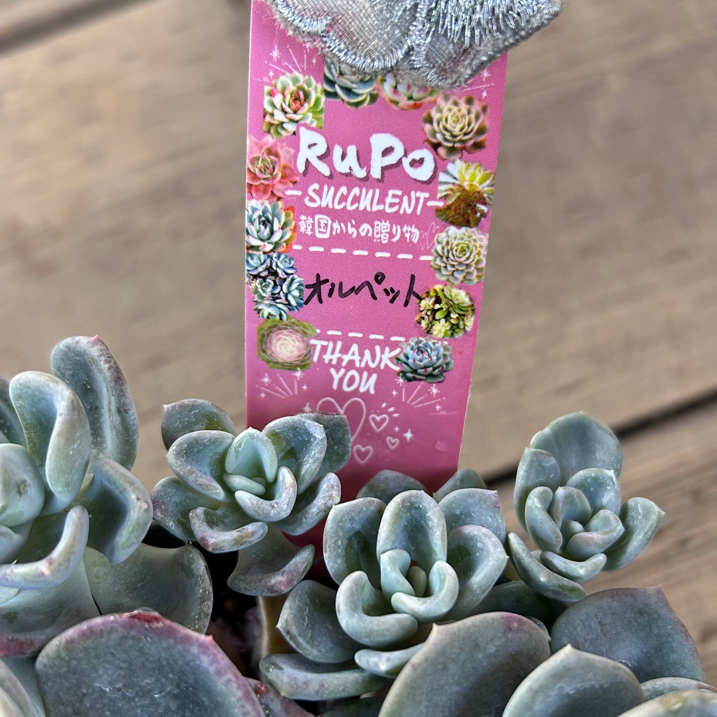 オルペット(群生 | RuPo 多肉植物専門店