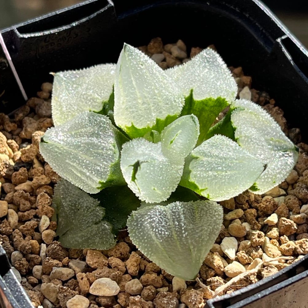 ハオルチア ピグマエアミュータント実生 特異株 | mocono_plants