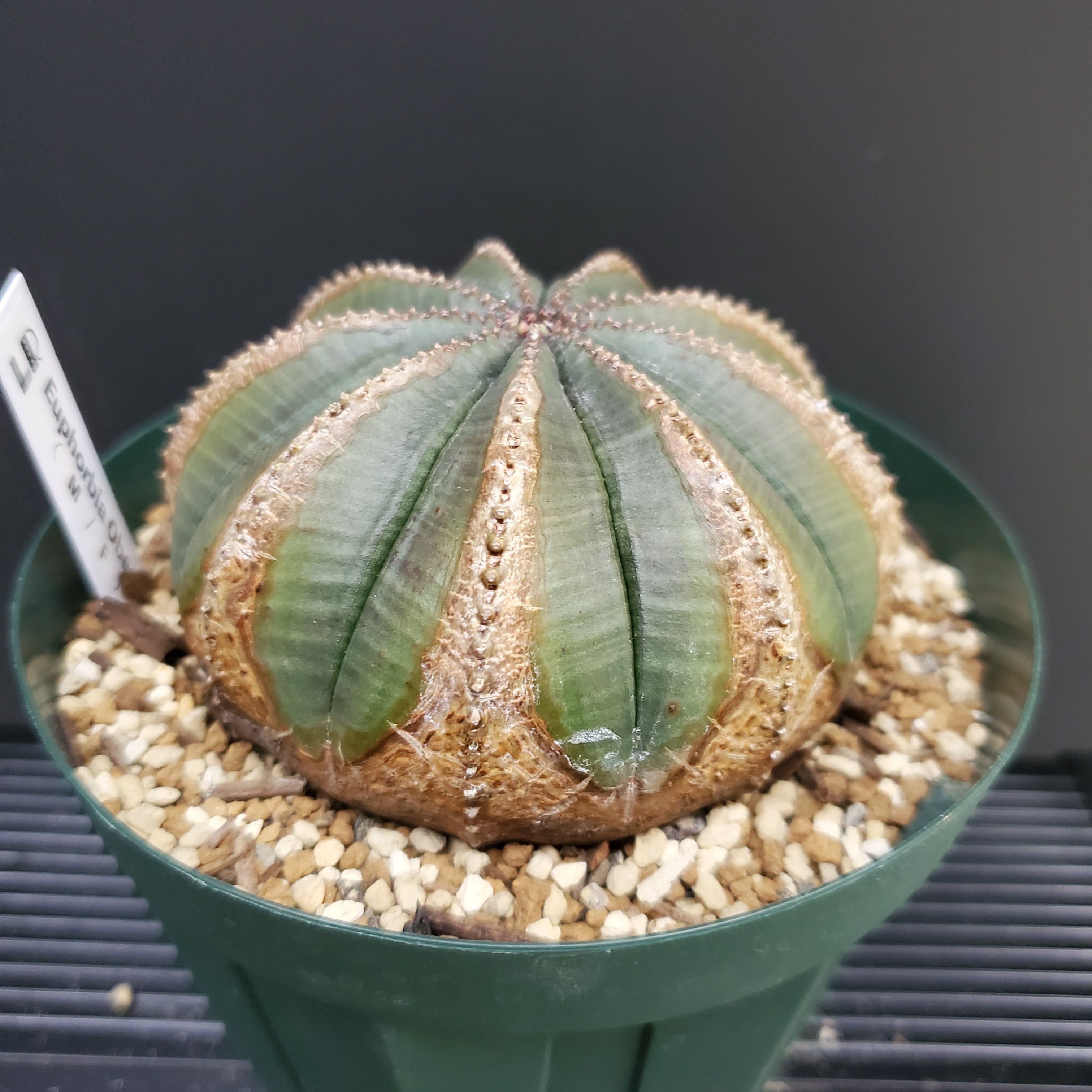 スペイン産】9稜！8cm超えの大株！木質化 Euphorbia Obesa
