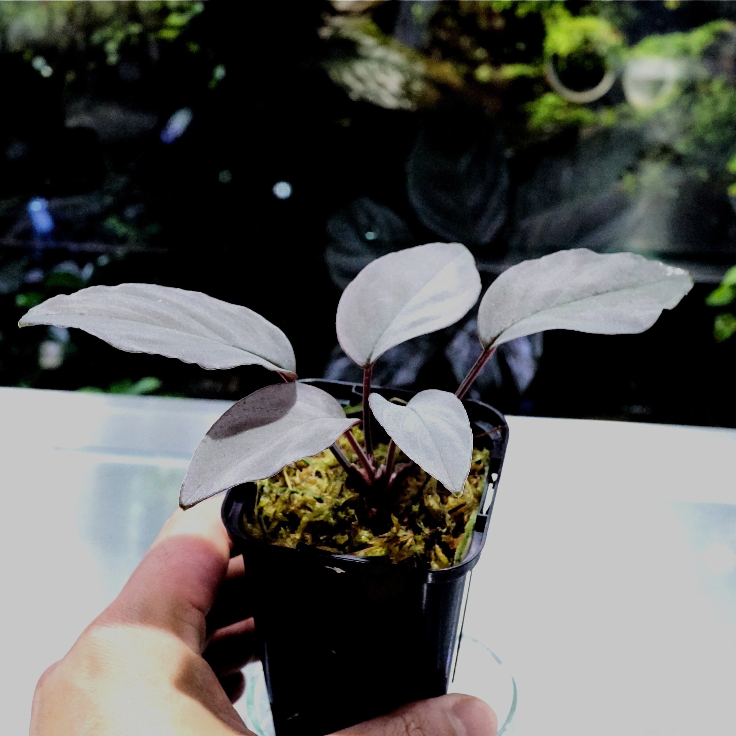 ホマロメナsp. シルバーバレット Homalomena sp. Silver Bullet