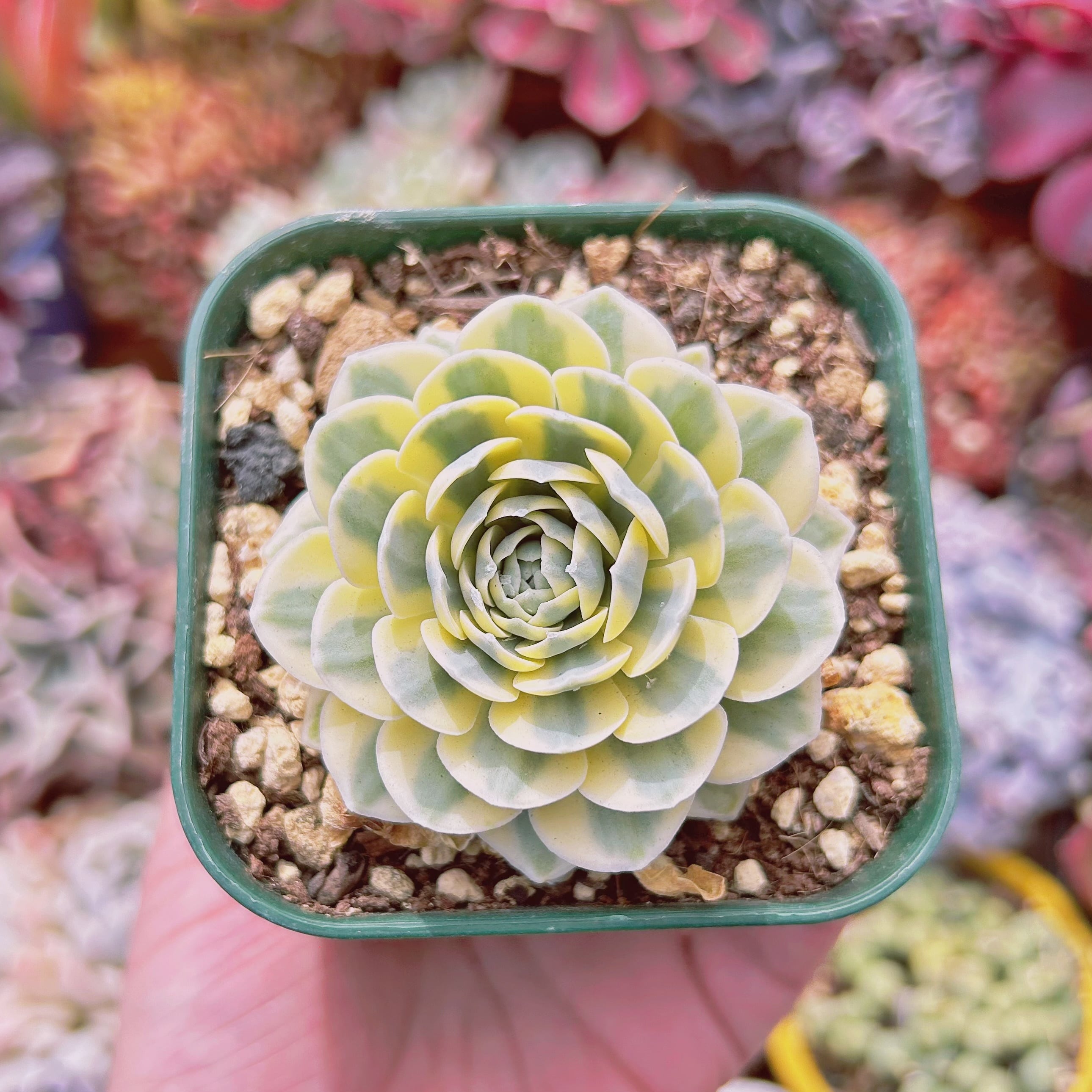 076現物 多肉植物 富士 抜き苗 | るる農園~多肉植物専門
