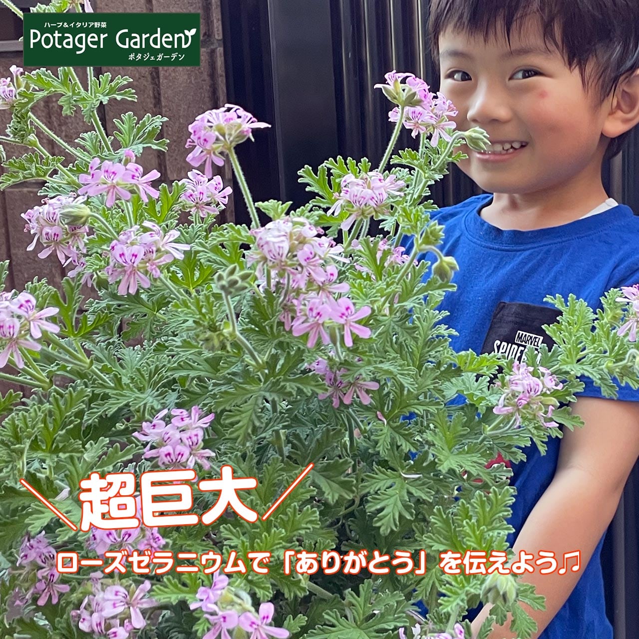 母の日 ギフト ローズゼラニウム 大苗 花付き | ハーブ苗のポタジェ