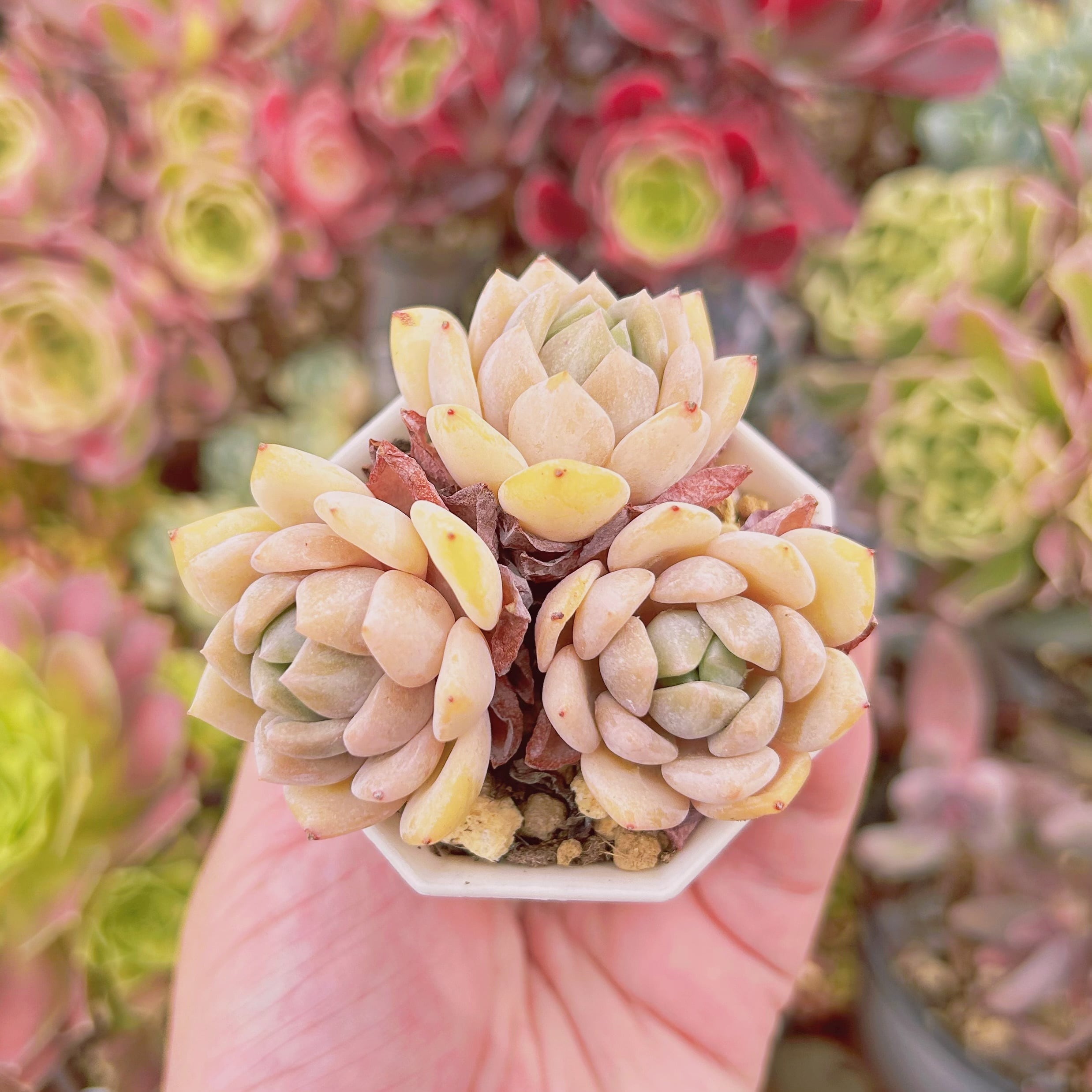 802現物 多肉植物 プロリフェラxラウイ 抜き苗 | るる農園~多肉植物専門