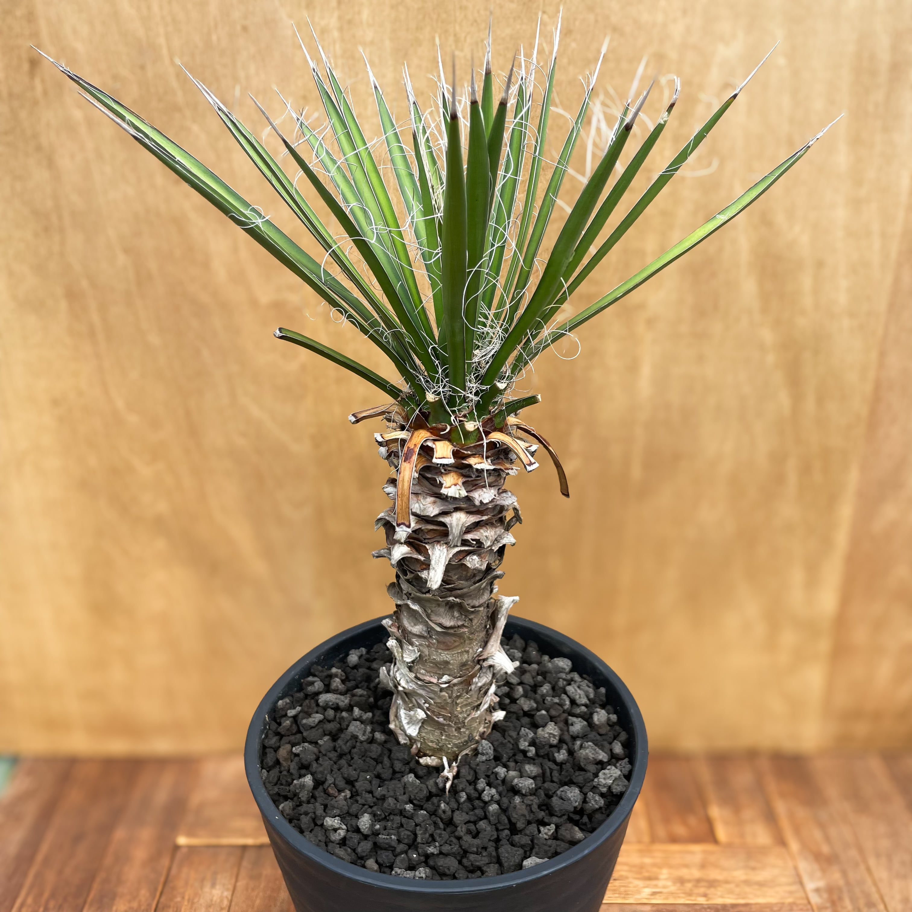 Yucca filifera【ユッカ・フィリフェラ】 | RIMO'S GREEN 【Saboten