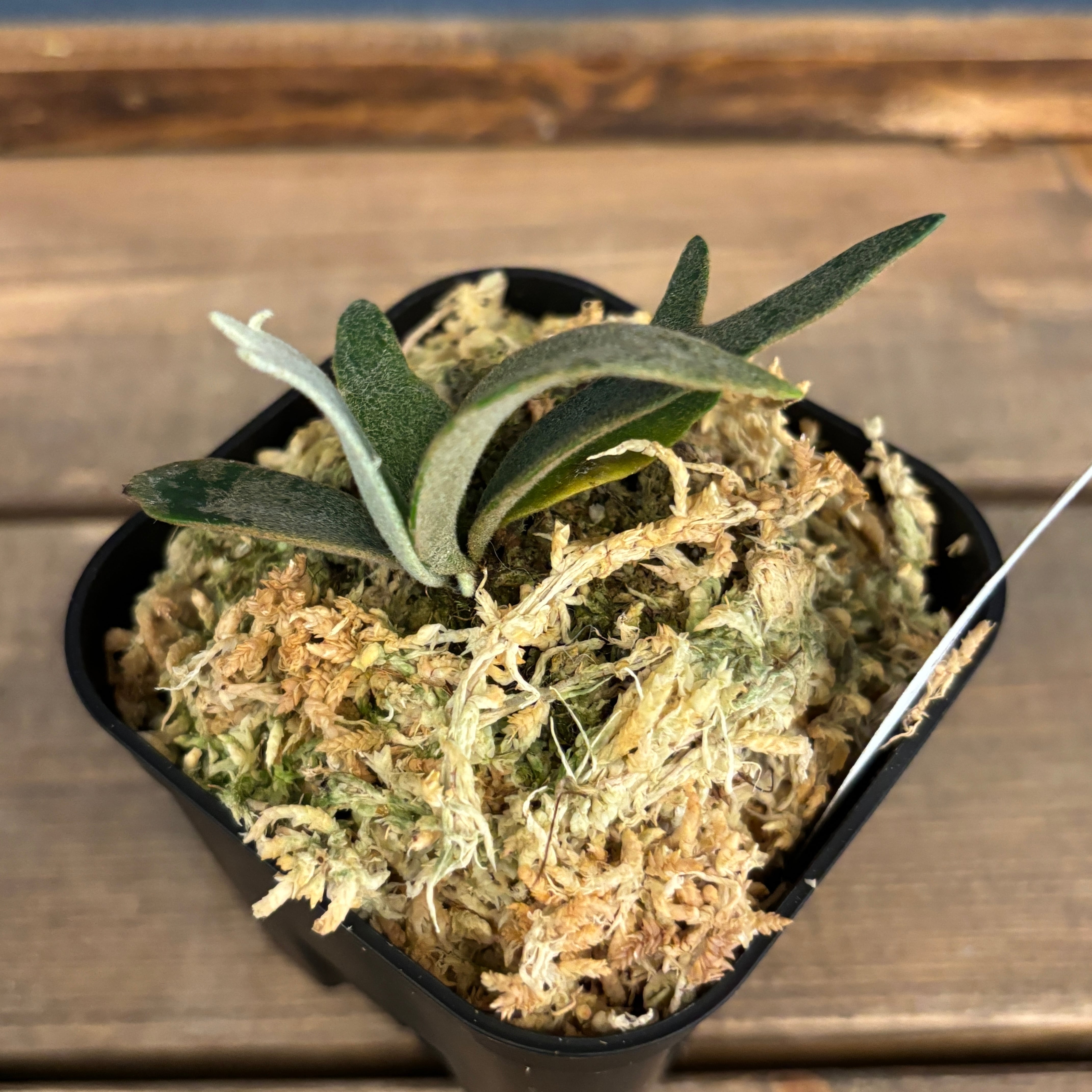P. willinckii 'Jenny' TC 2831 Platycerium willinckii