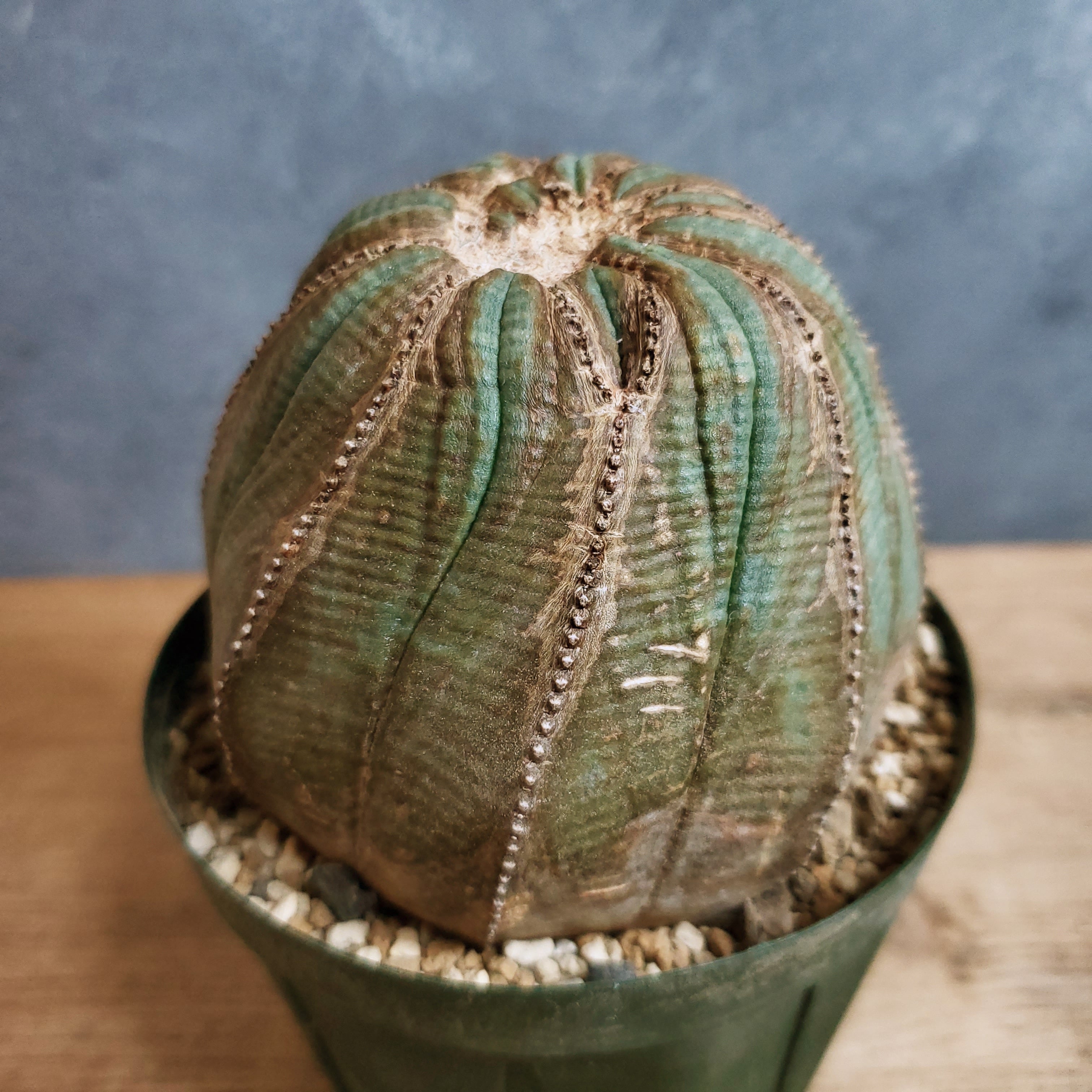 成長点潰れの大株】幅90mm Euphorbia Obesa ユーフォルビア オベサ