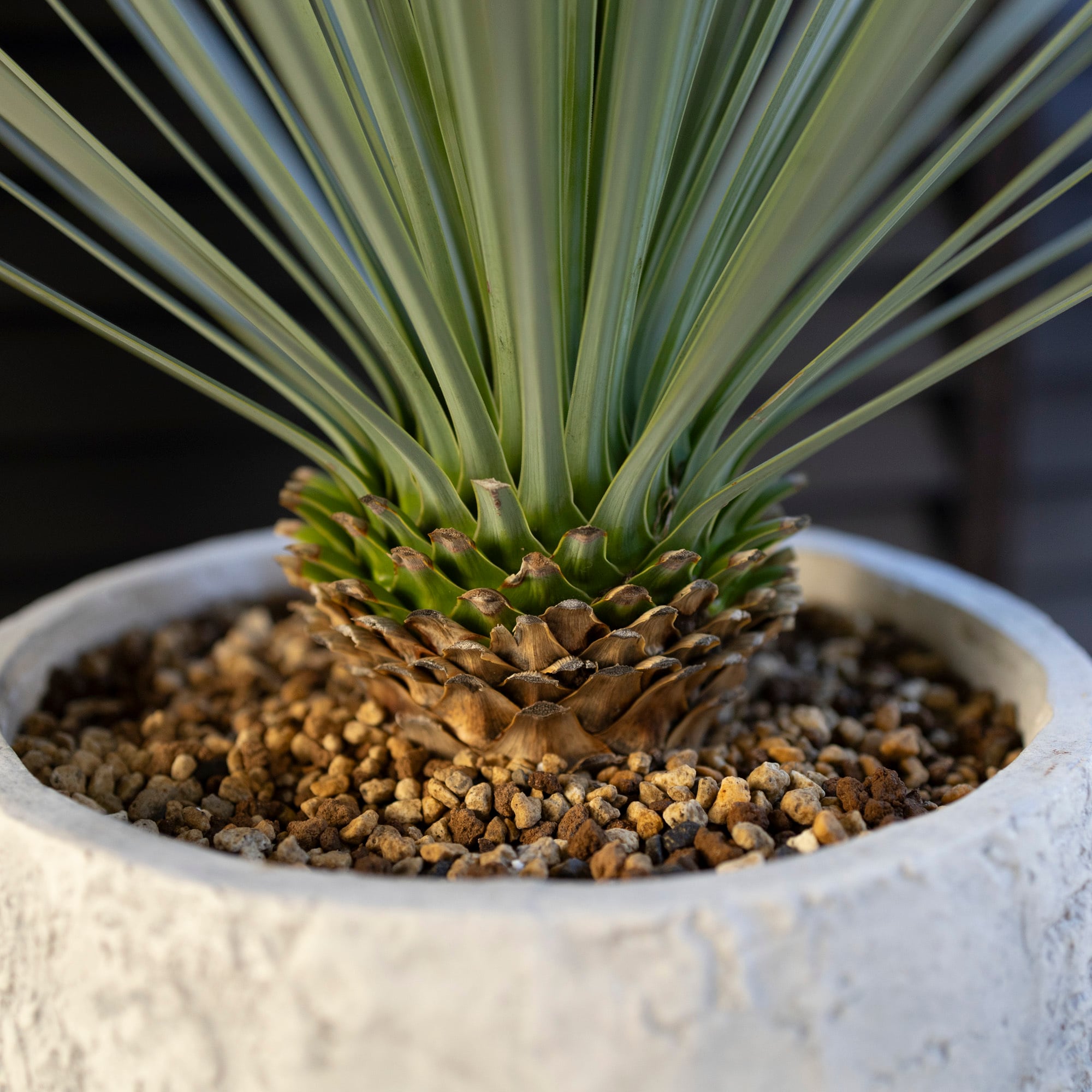 ユッカ ロストラータ Rostrata 8号 陶器鉢 株立ち 観葉植物 細葉