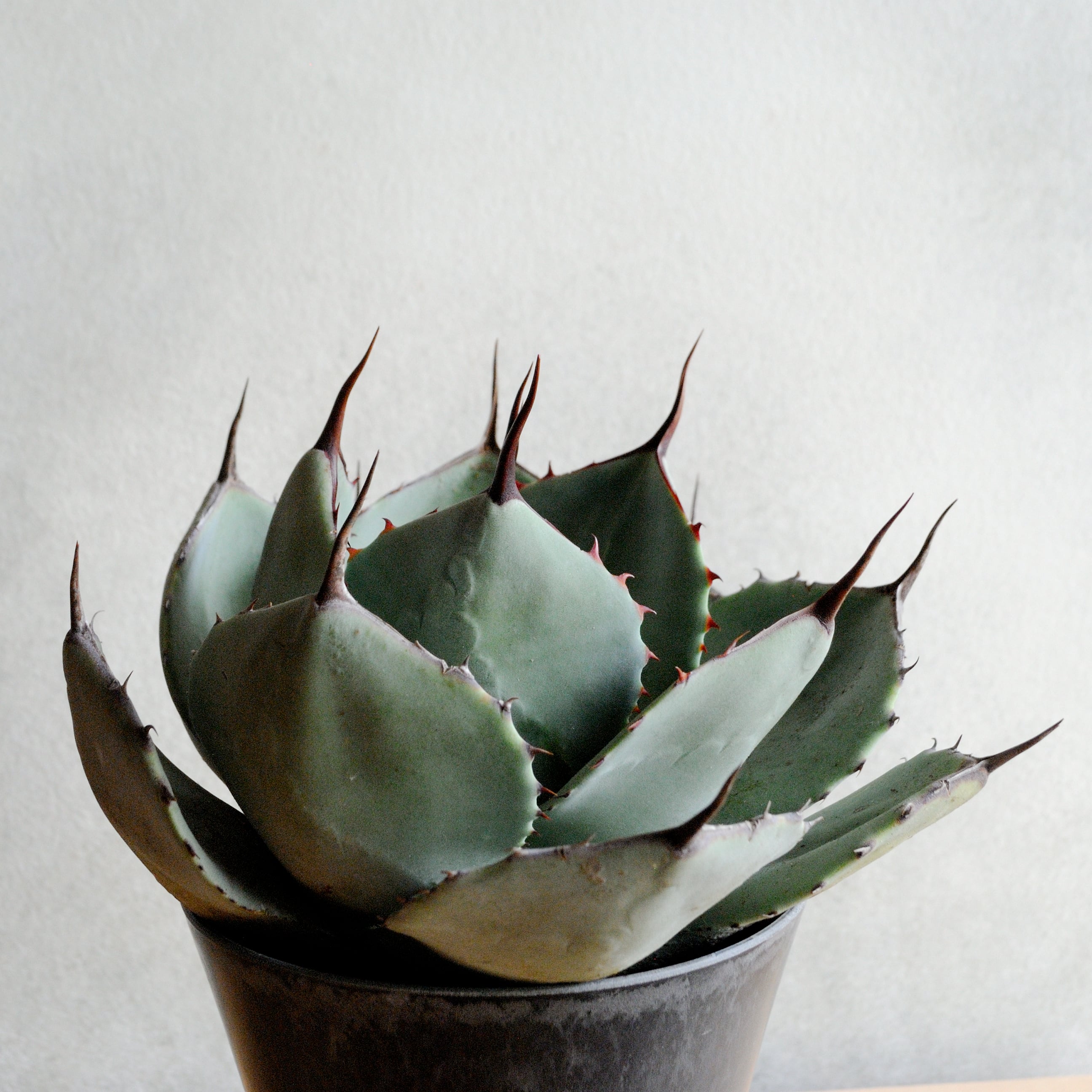 アガベ パリー トランカータ 中株 | Agave Rocon