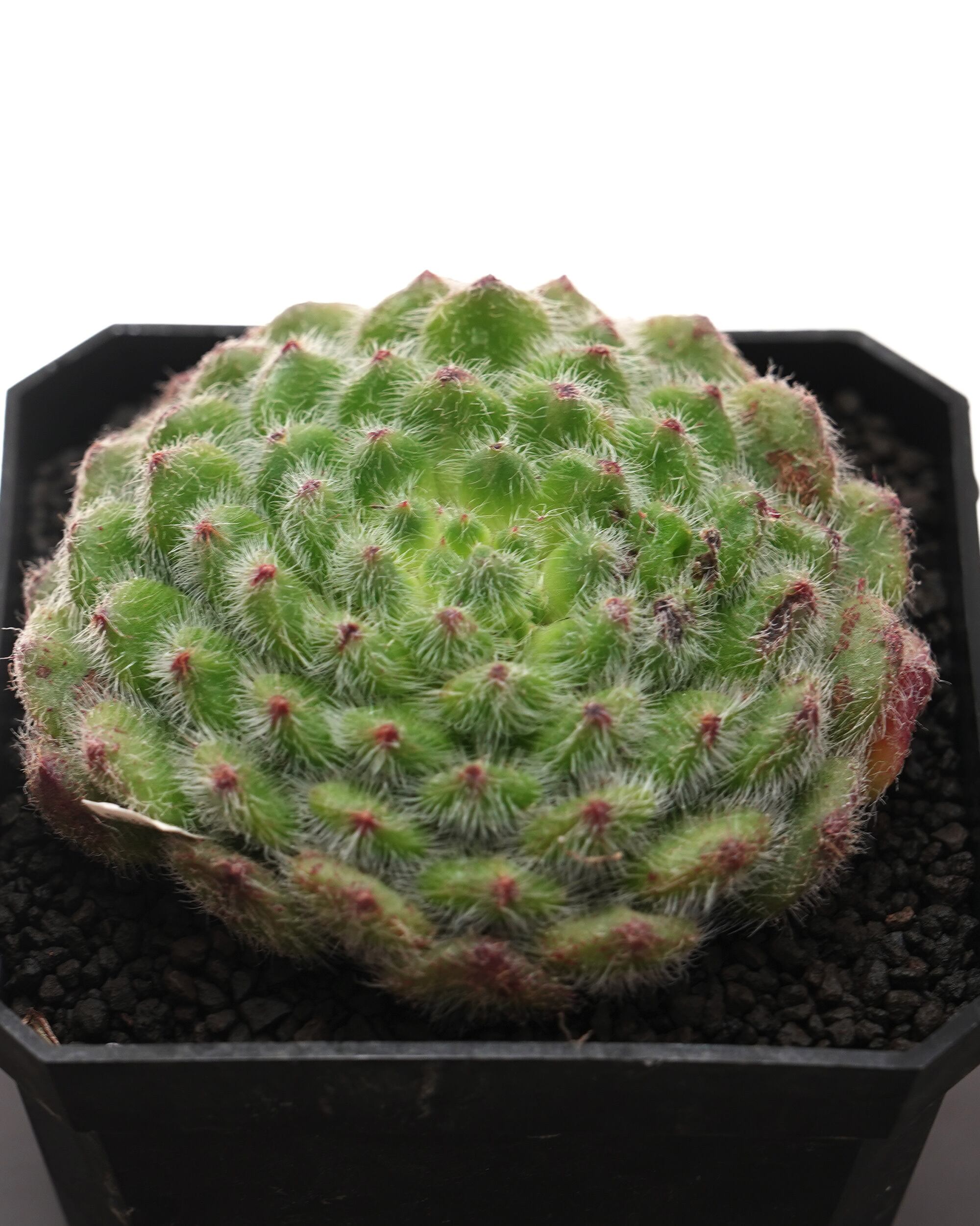 NEW RELEASE | PUKUBOOK SUCCULENTS