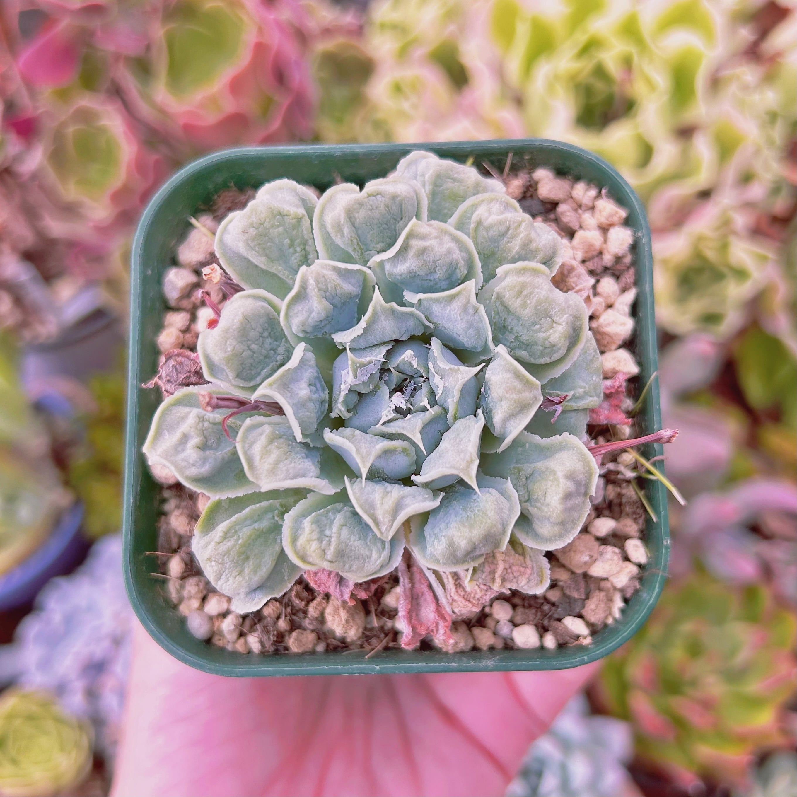 現物 多肉植物 ハートチョイス 抜き苗 | るる農園~多肉植物専門