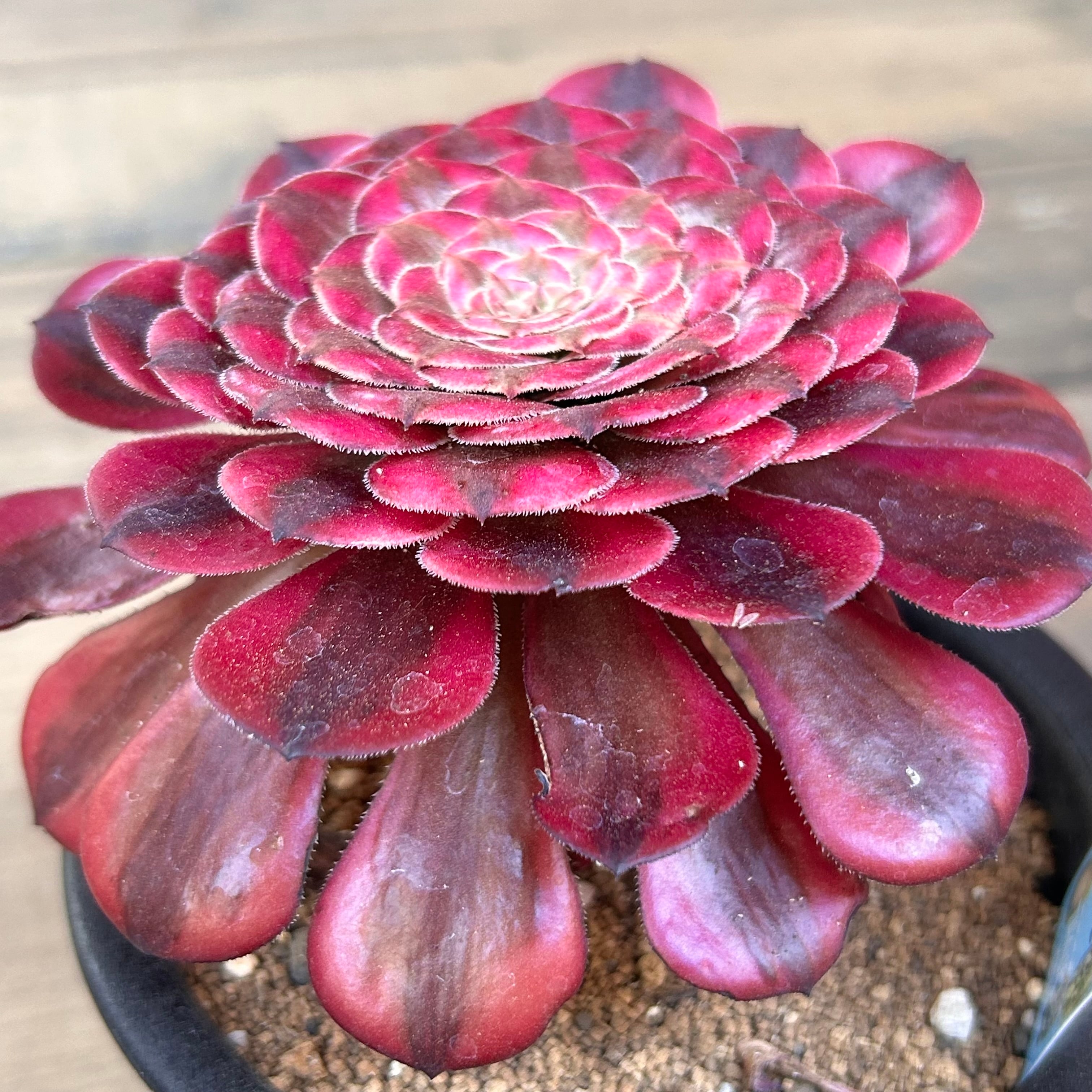 18#多肉植物❤️アエオニウム錦❤️ V錦錦❤️ 1大頭22cm拔き苗 18