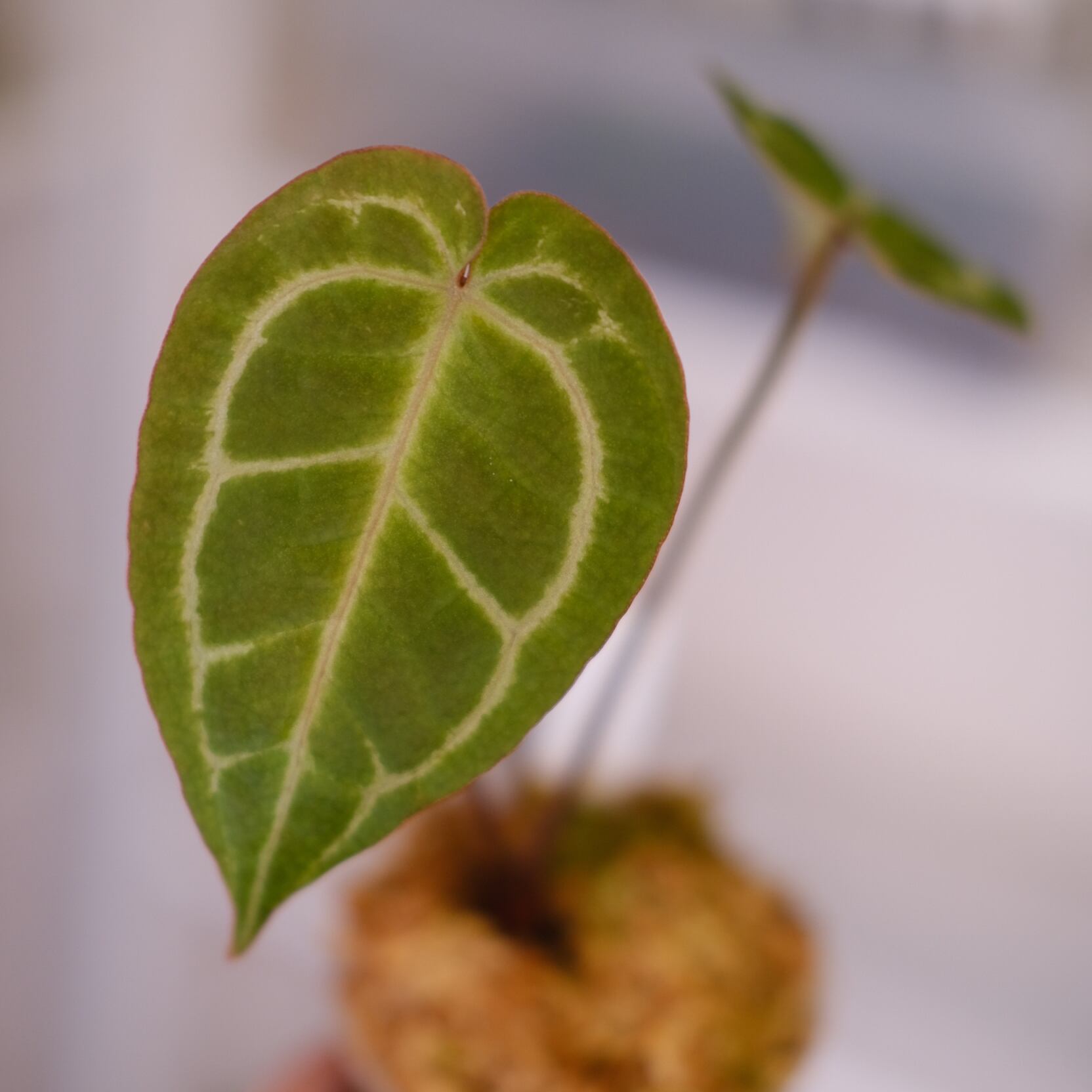 Anthurium. SKG Pink Lemonade × A.Zara Michelle④ / アンスリウム