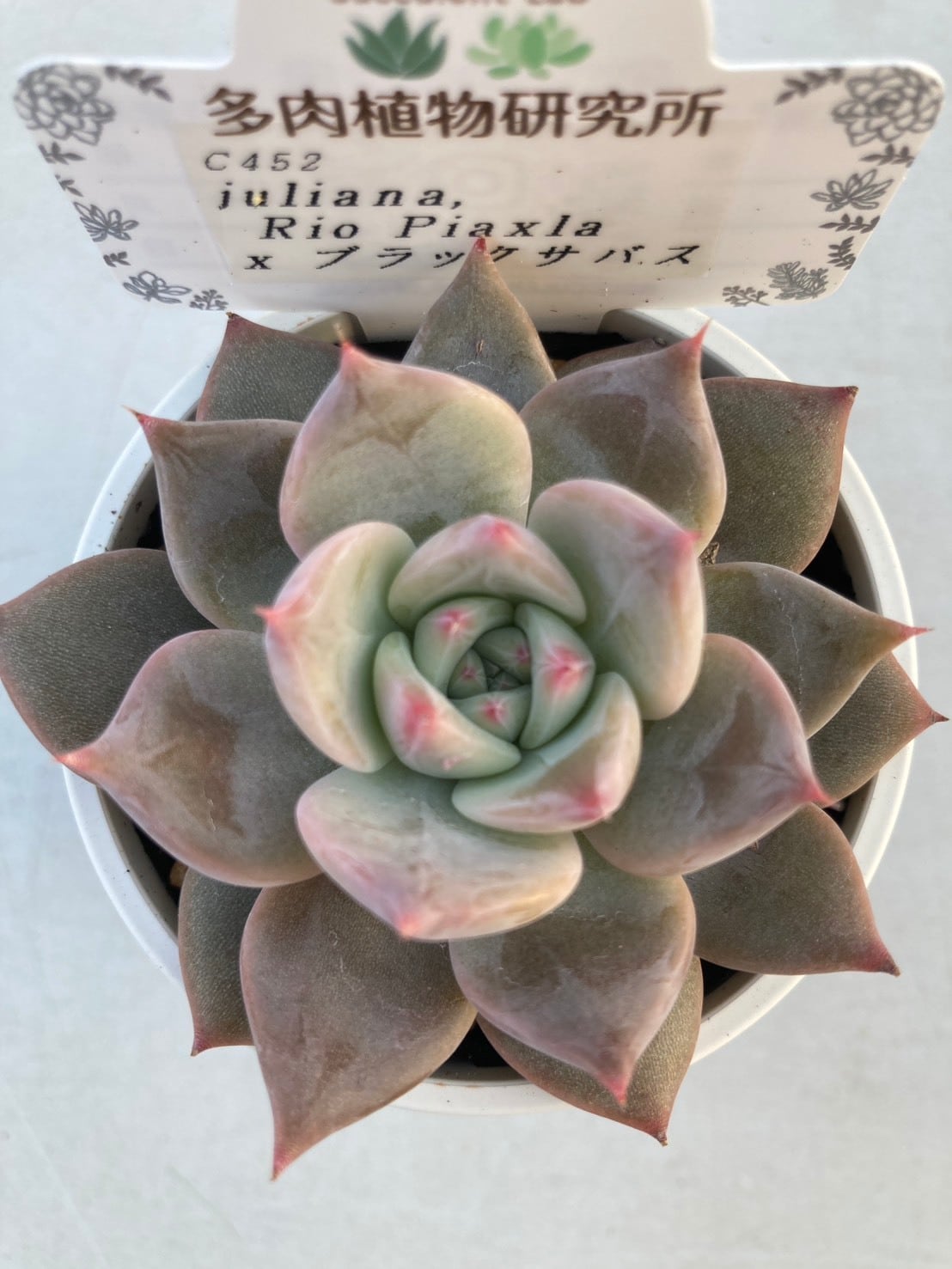 現物商品】ティッピー 2.5号サイズ | 多肉植物研究所