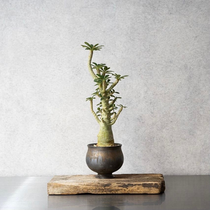 Dorstenia gigas × 中川智治 | Knick Knack