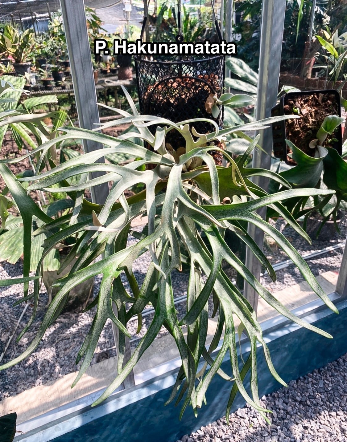 P.Hakuna matata (F301)【artPLANTs】ビカクシダ/Platycerium