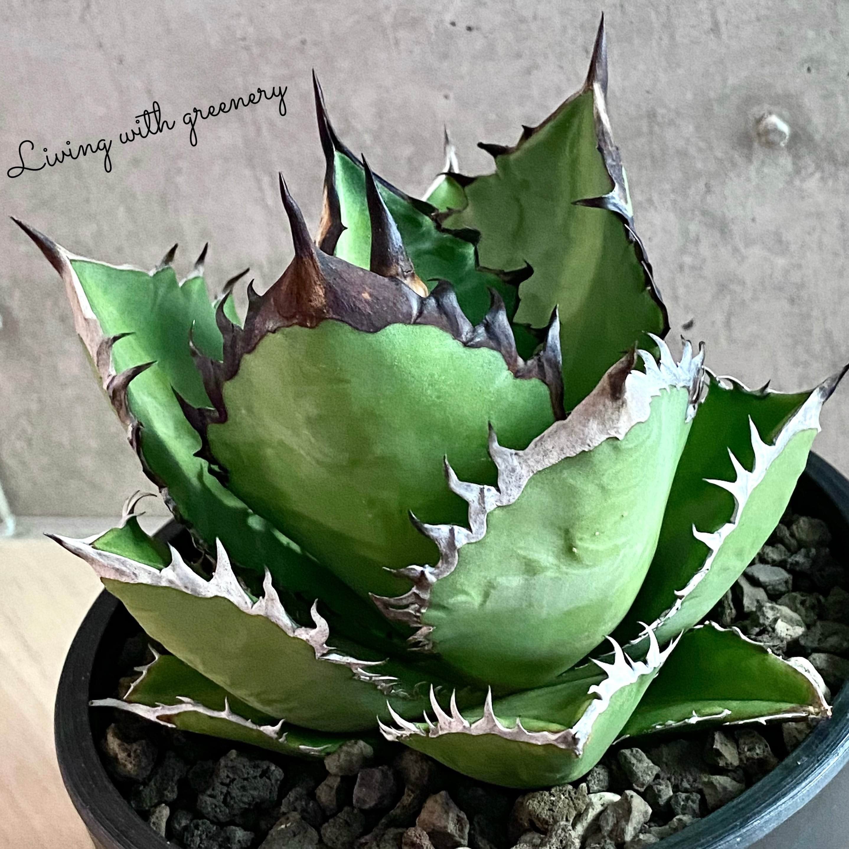 agave titanota black fire/アガベ チタノタ ブラックファイヤー【観葉