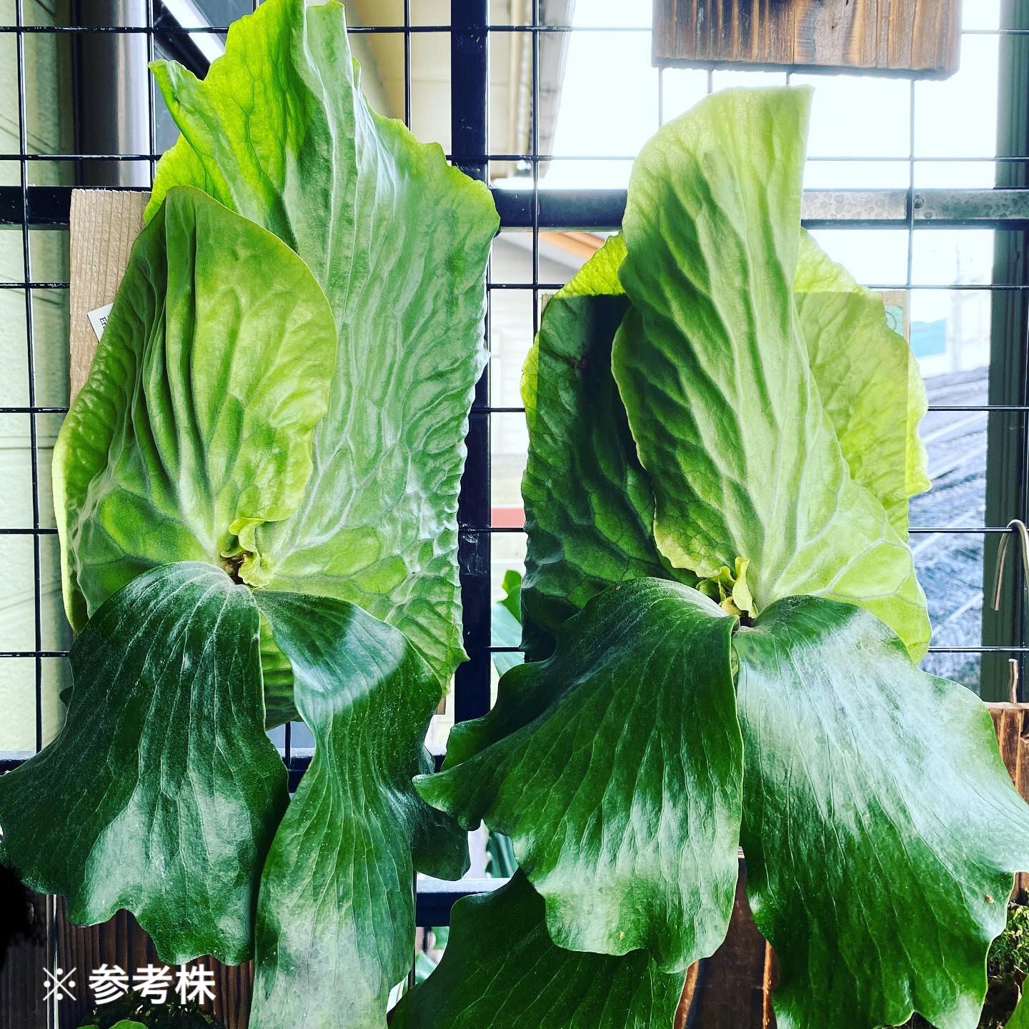 ビカクシダ『エラワン』板付け 1株 | Planet Plants プラネットプランツ