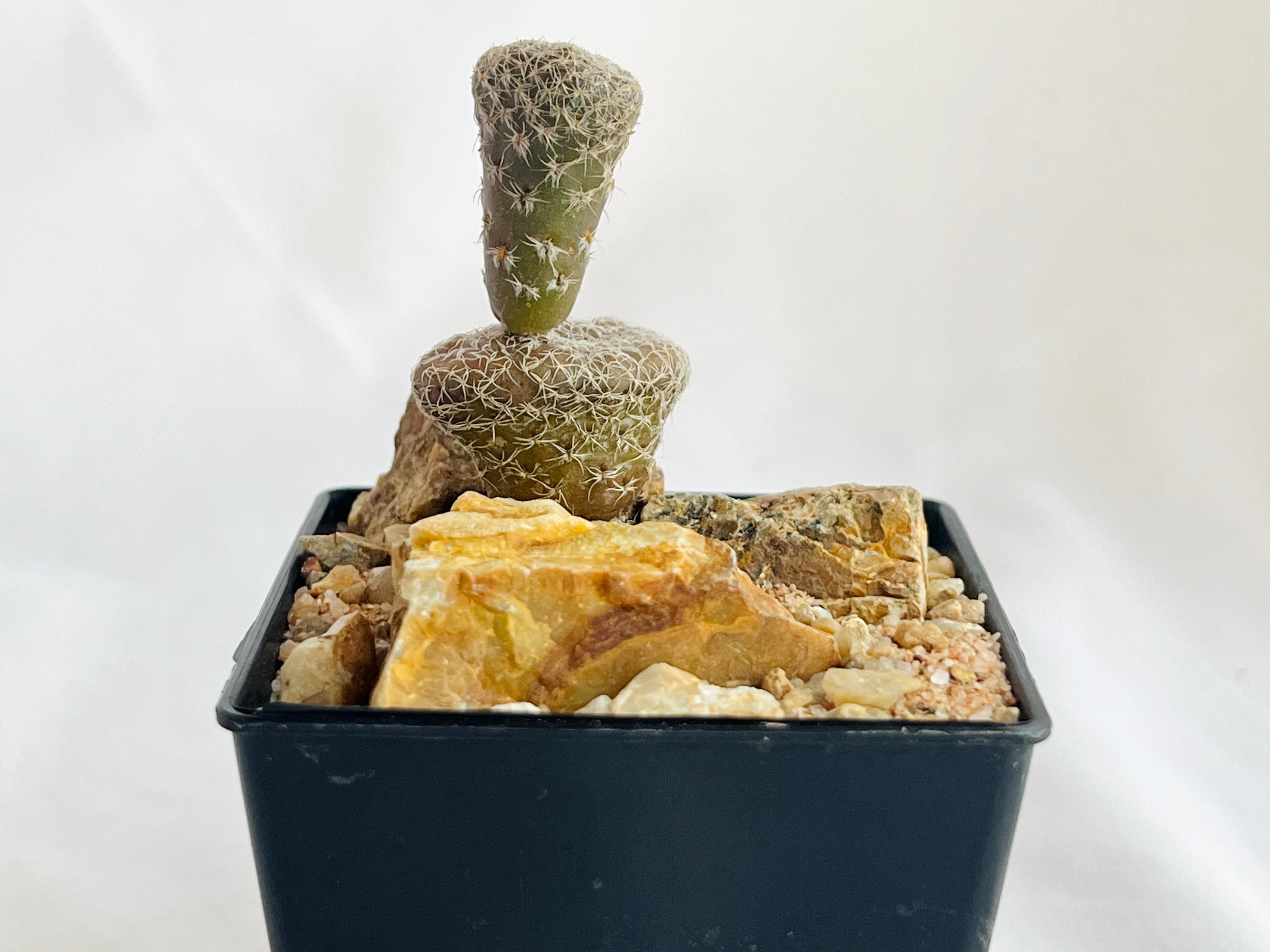 Puna clavarioides クラバリオイデス 茸団扇 白鶏冠 サボテン | plants