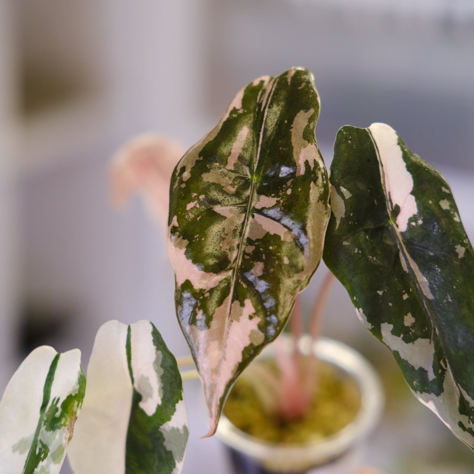Alocasia chantrieri pink /アロカシア シャントリエリ ピンク④