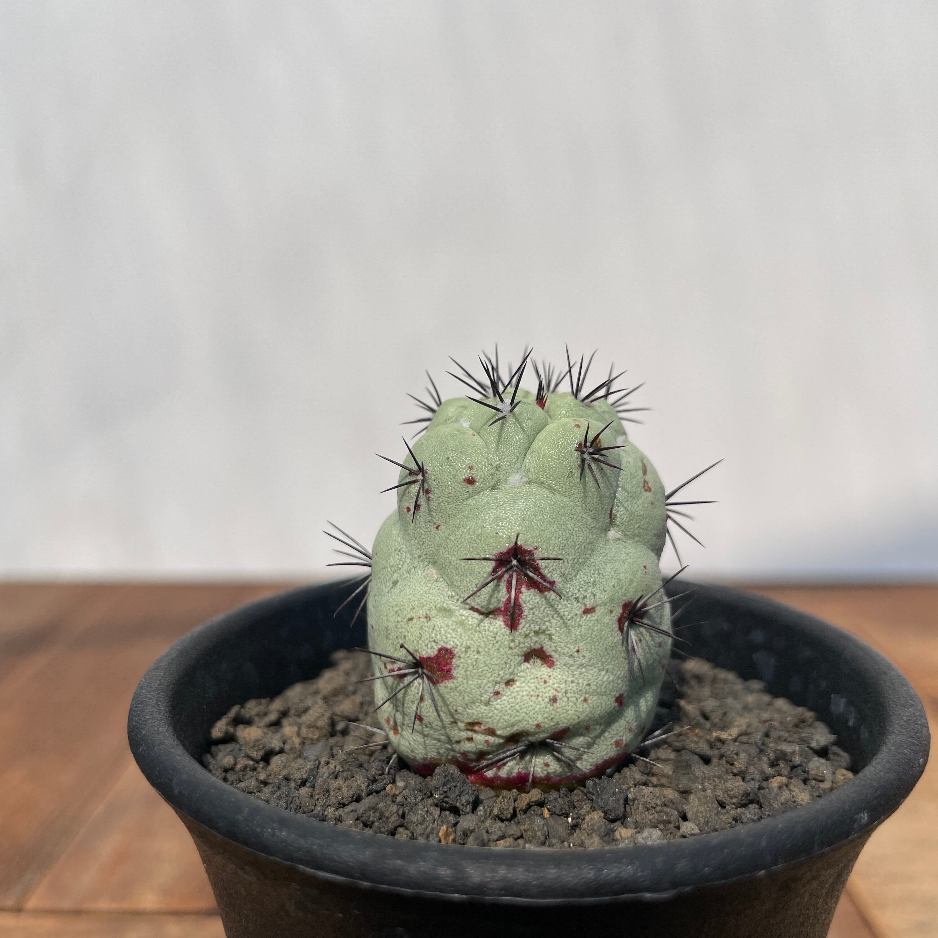 Ortegocactus macdougallii【オルテゴカクタス・マクドガリー