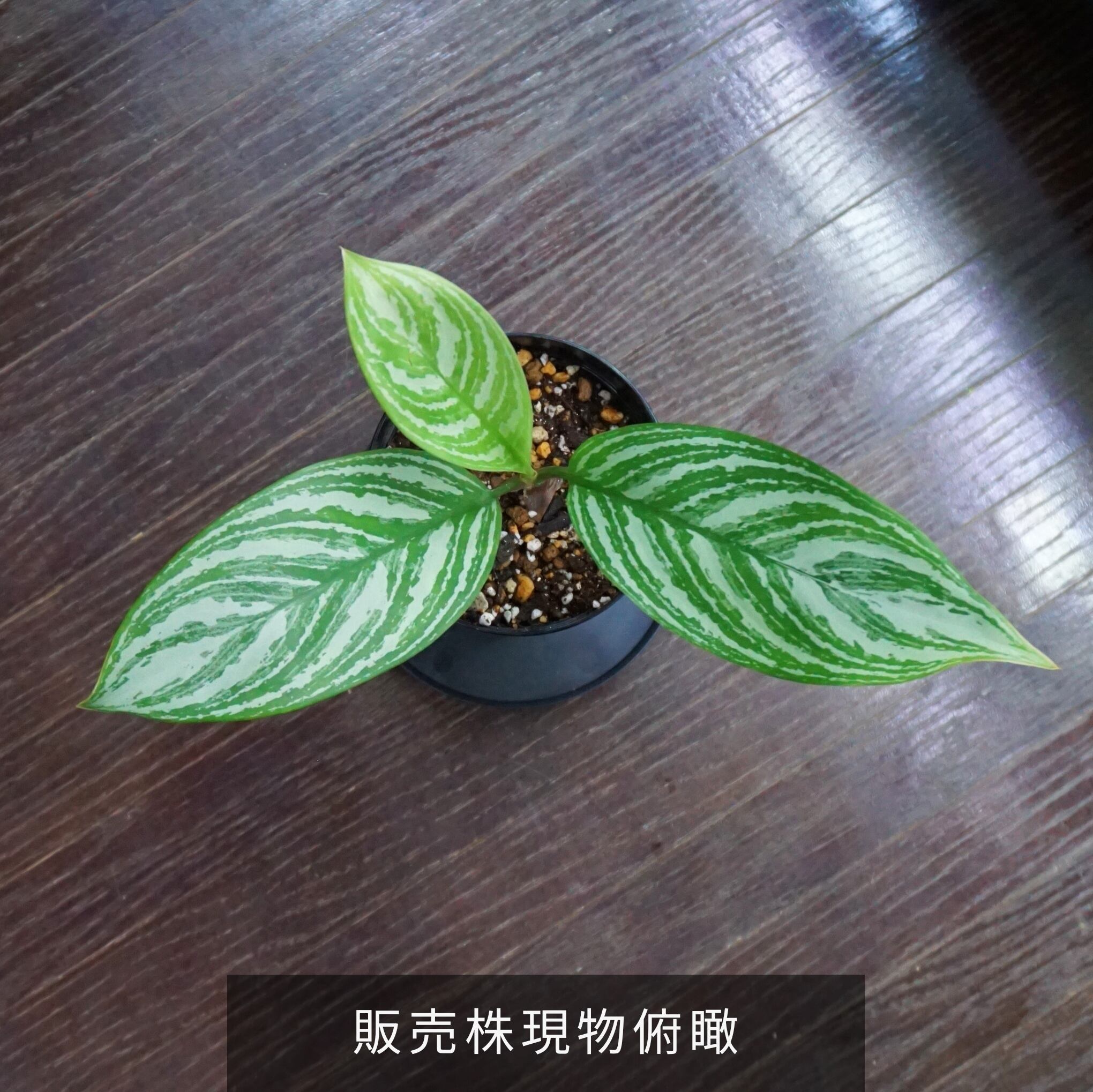 小株仕立て】アグラオネマ・カーティシー Aglaonema nitidum 'Curtisii