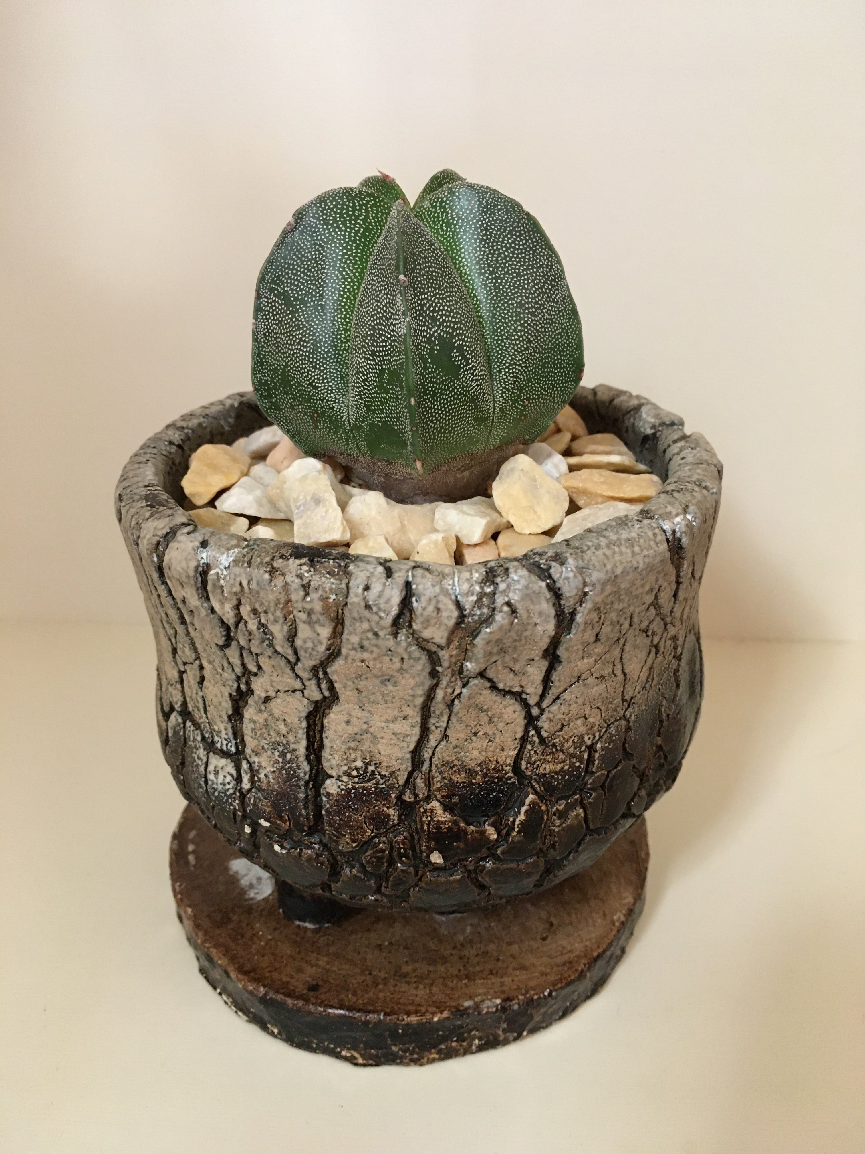 観葉植物 多肉植物 サボテン アストロフィツム ランポー玉 | Miztiq