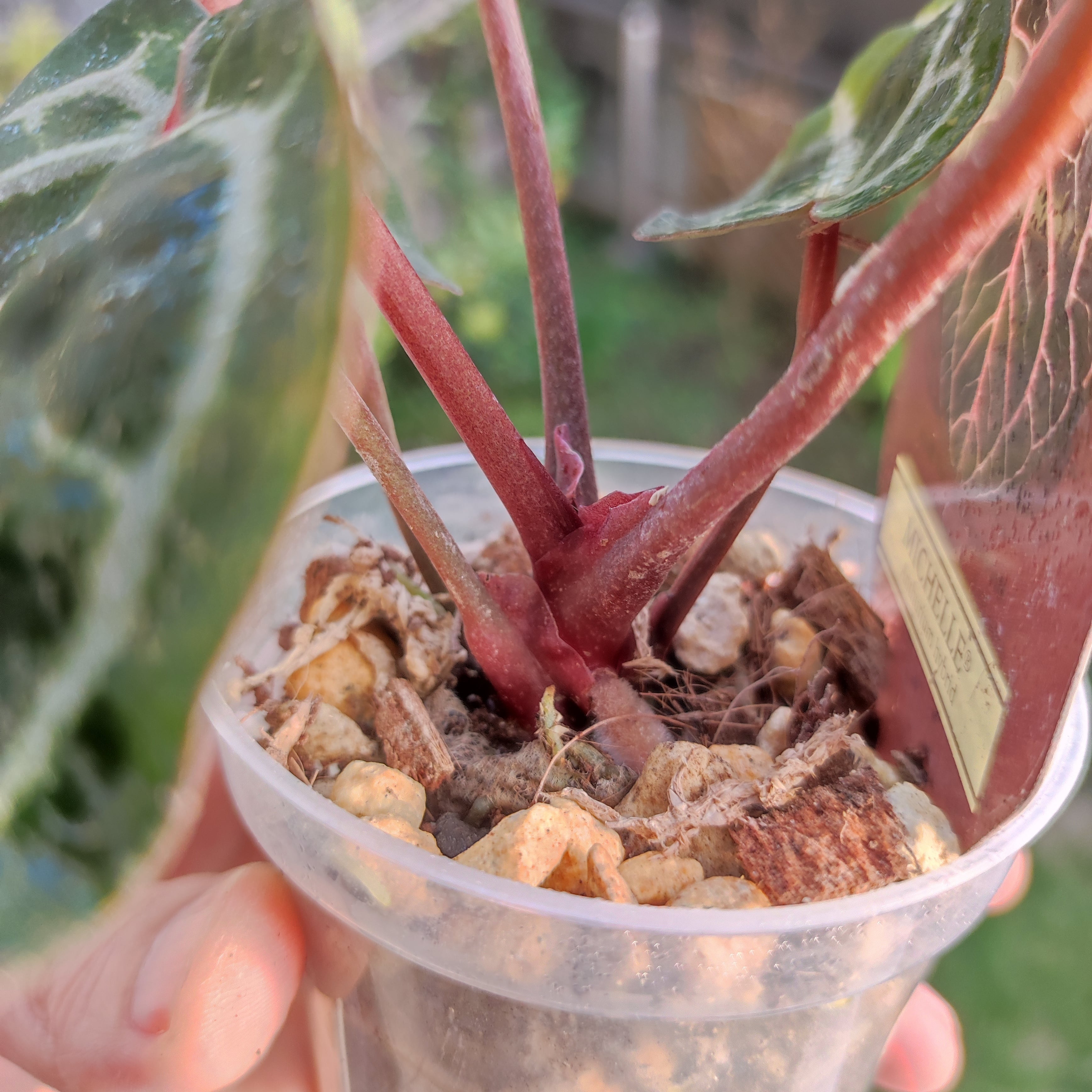 希少】Anthurium 'Michelle' / アンスリウム・ミシェル / 観葉植物