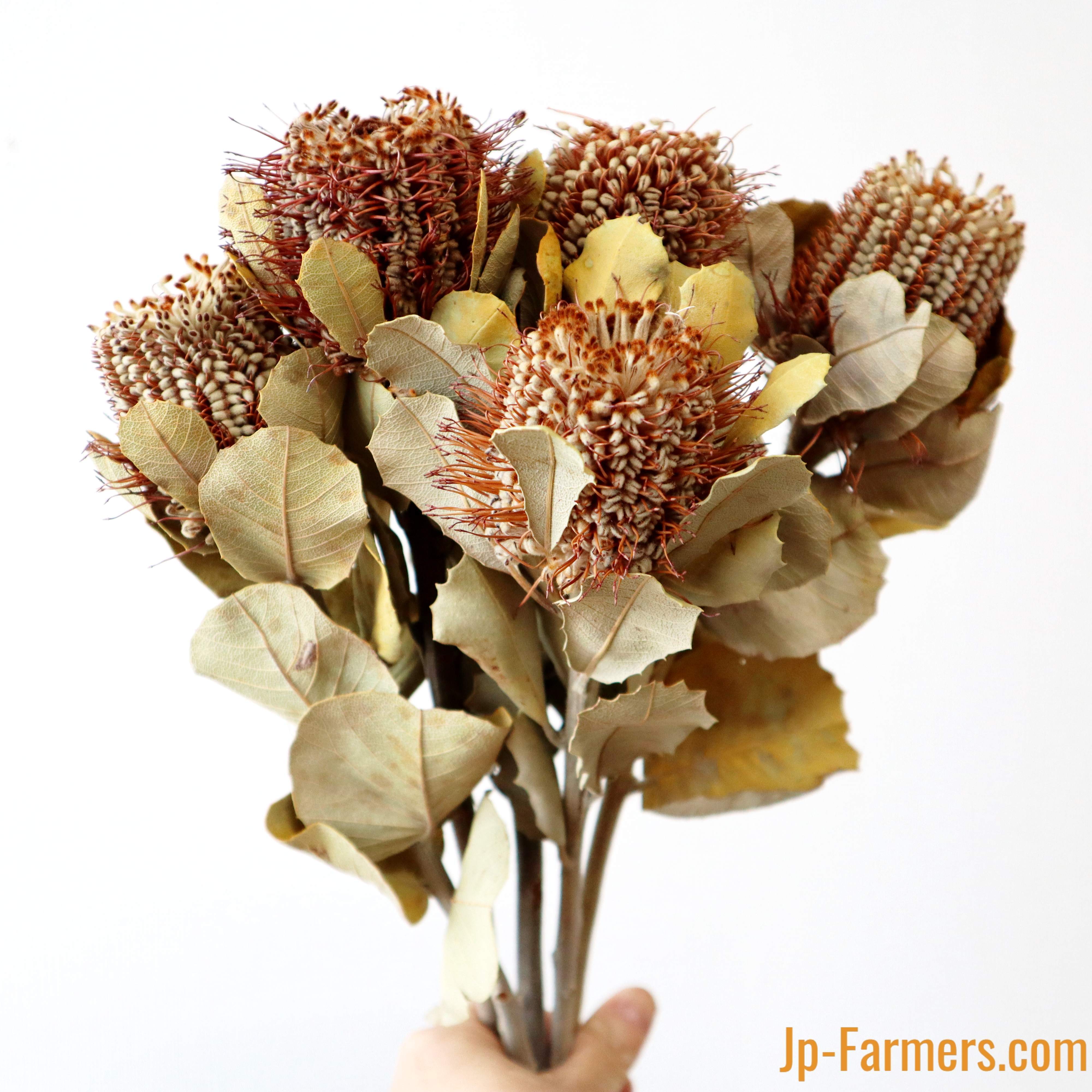 バンクシア コクシニア 5本 ドライフラワー | 新鮮お花問屋 Jp-Farmers.com