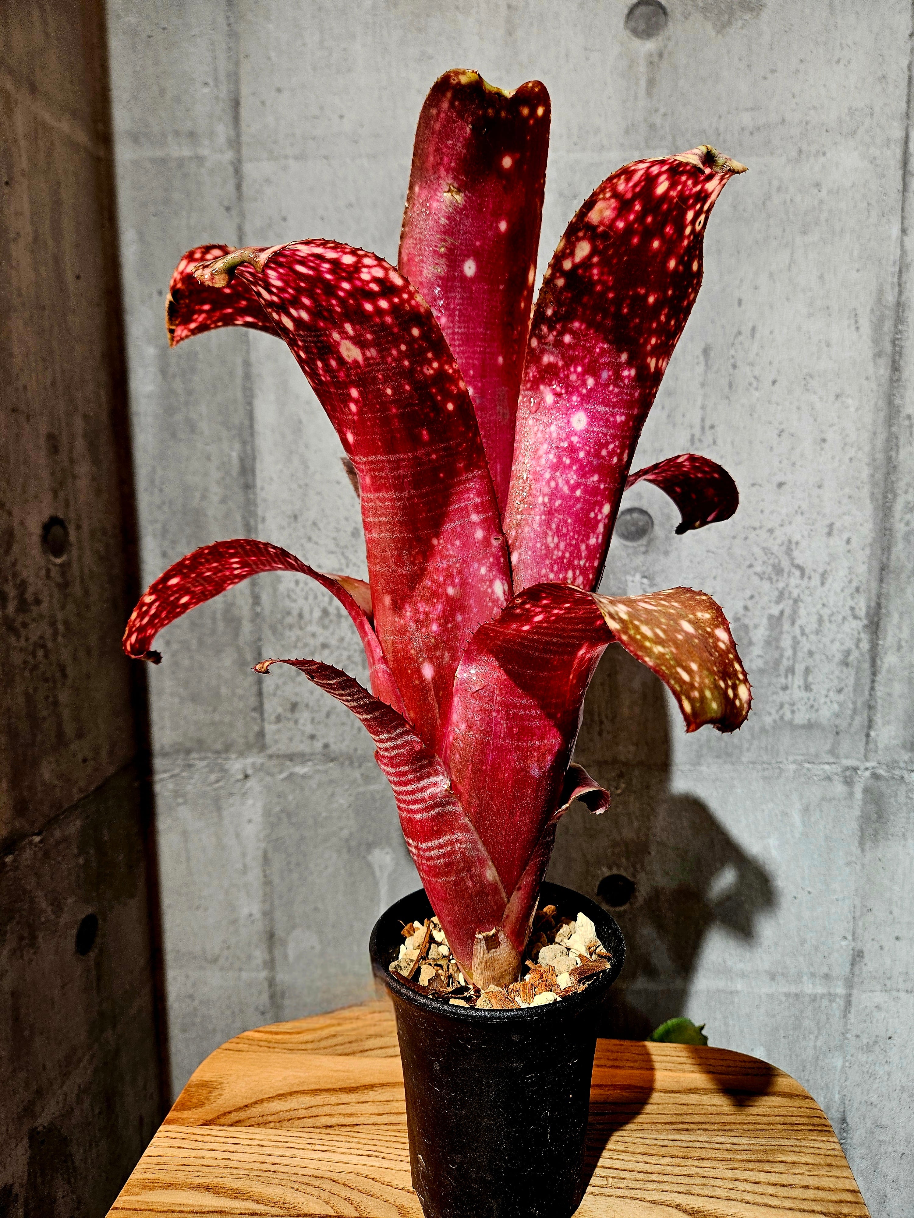 Bill.miz mollic 【artPLANTs/PLANTS GARAGE 】 ビルベルギア