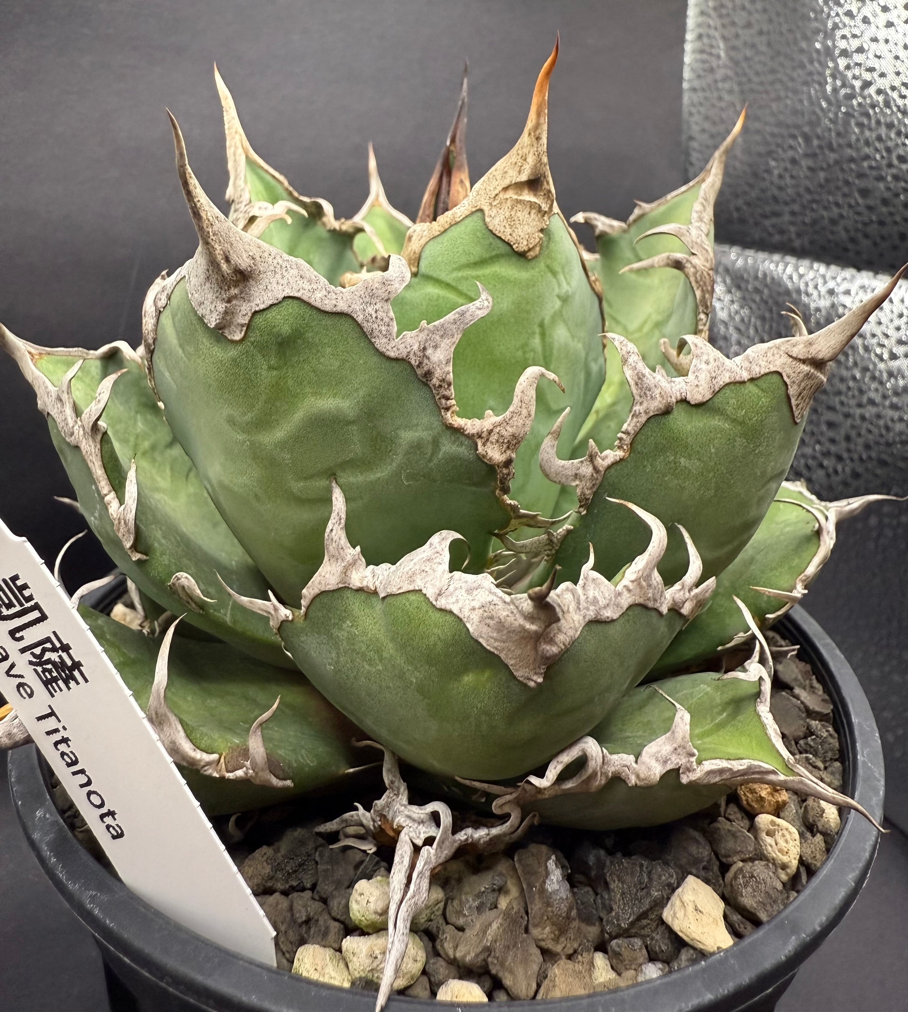 極上! アガベ チタノタ シーザー 凱撒 Agave titanota 'Caesar