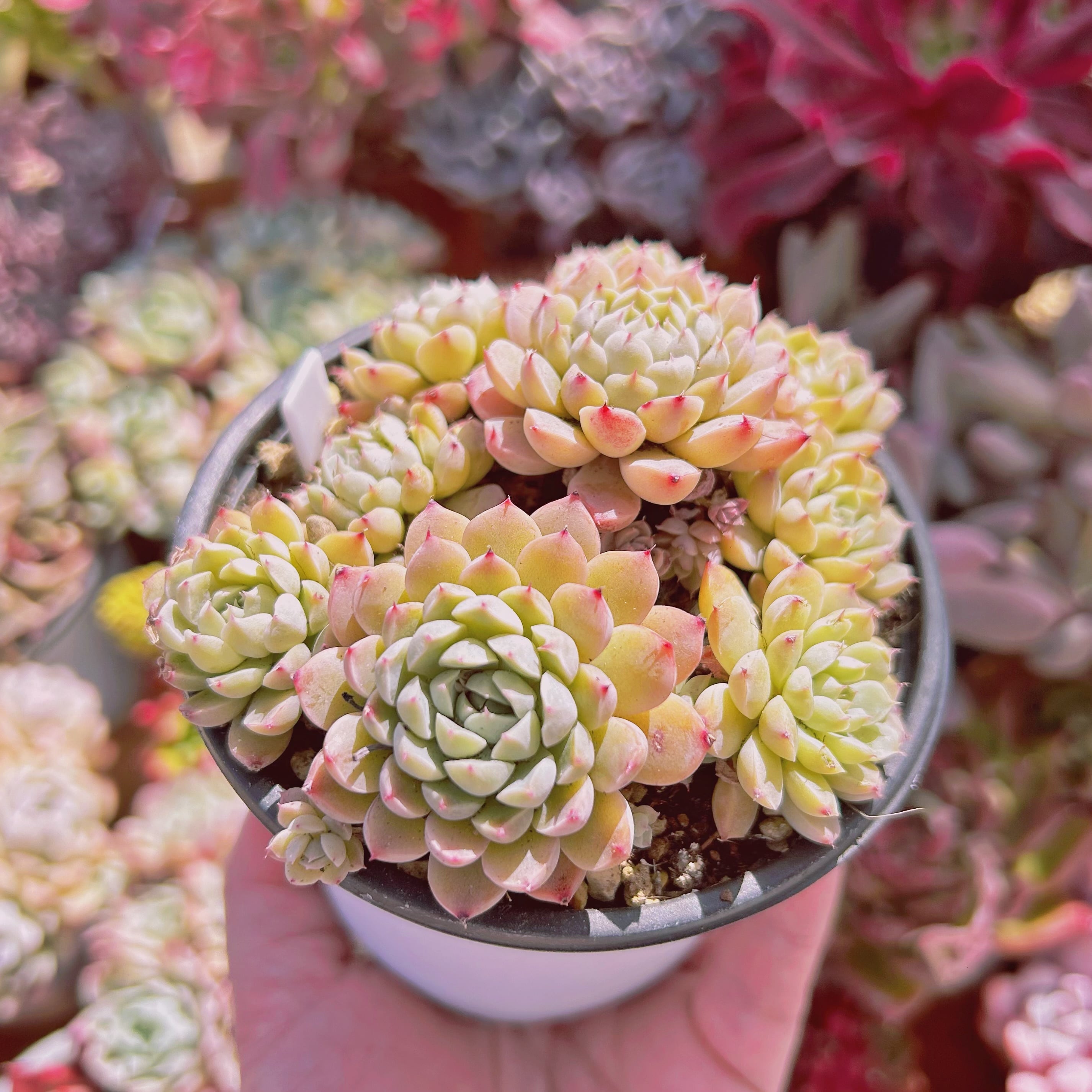 919現物 多肉植物 メキシコミニマ 抜き苗 | るる農園~多肉植物専門