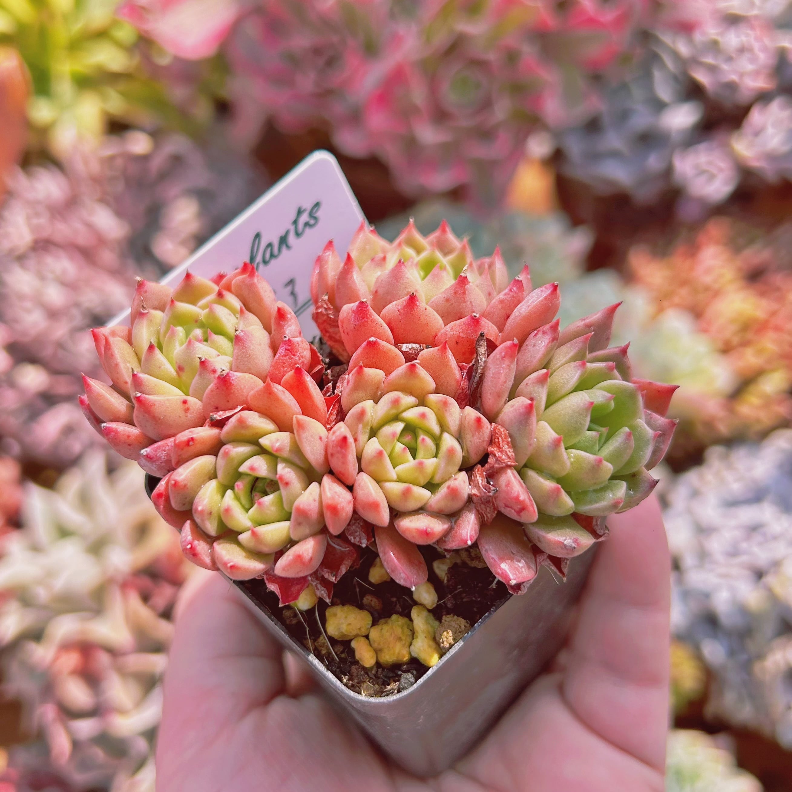 557現物 多肉植物 オリビア 抜き苗 | るる農園~多肉植物専門