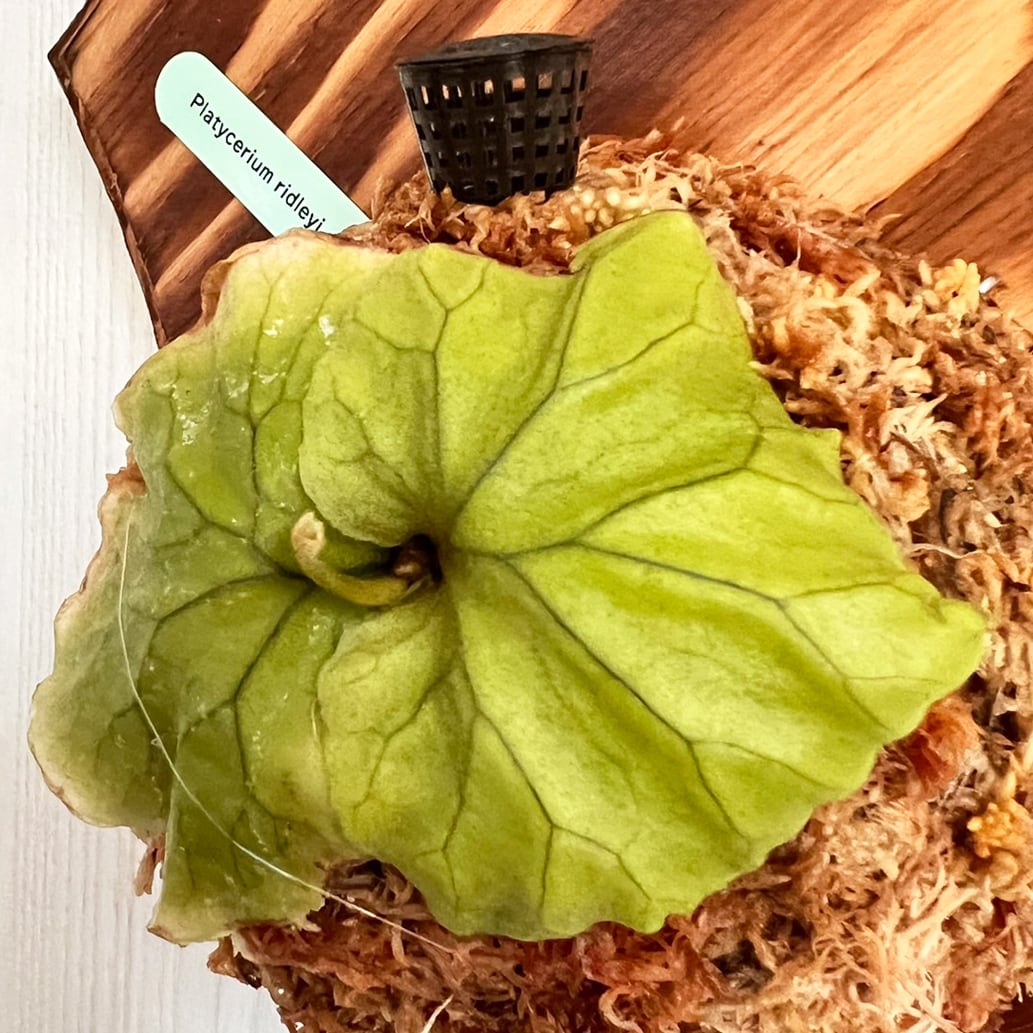 ビカクシダ リドレイ 子株 板付 【観葉植物 壁掛け コウモリラン